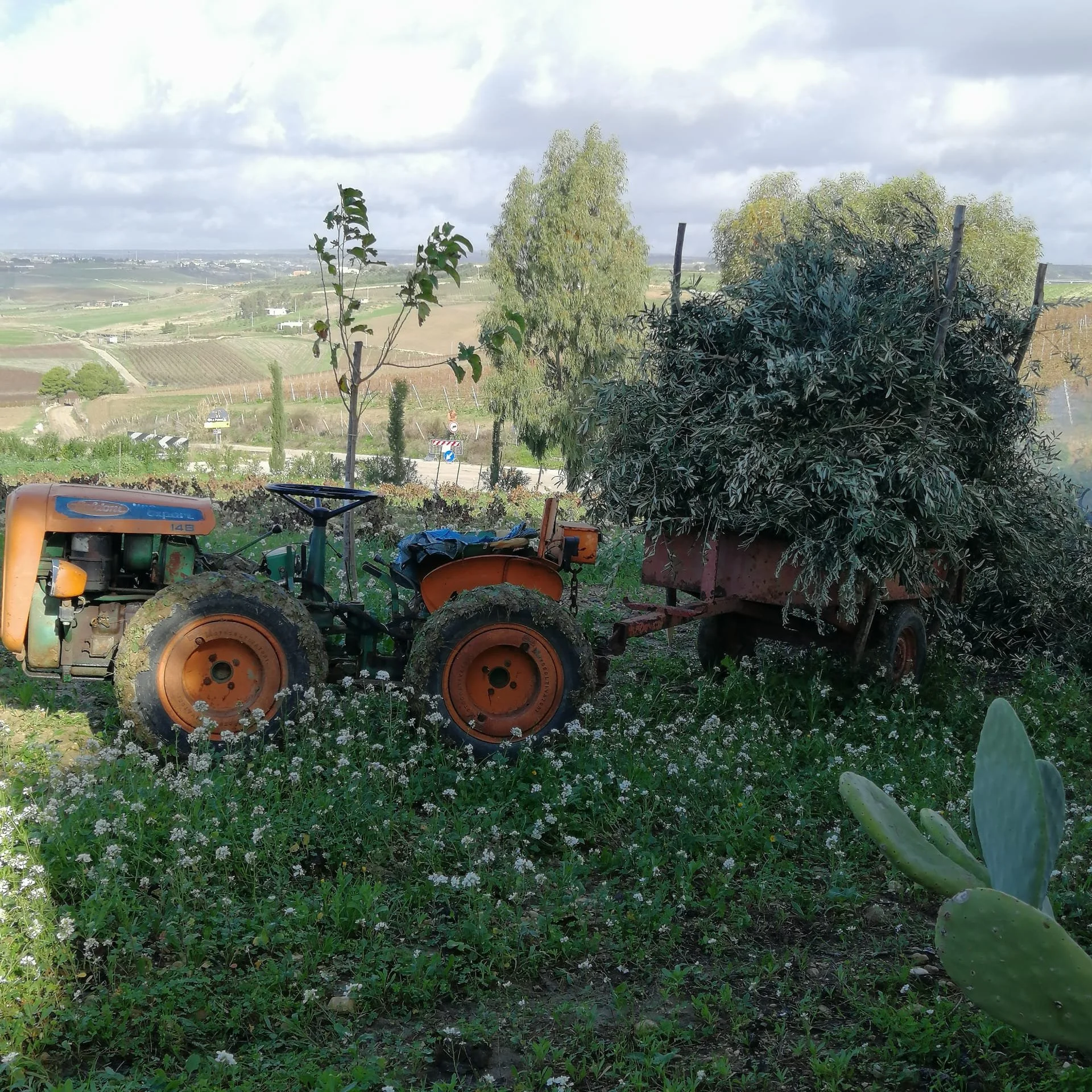 A rural landscape with a tractor in the foreground, green fields, trees, and a cloudy sky in the background. Olive Harvest EVOO oil Lota's Family Agostino Olive oil EVOO