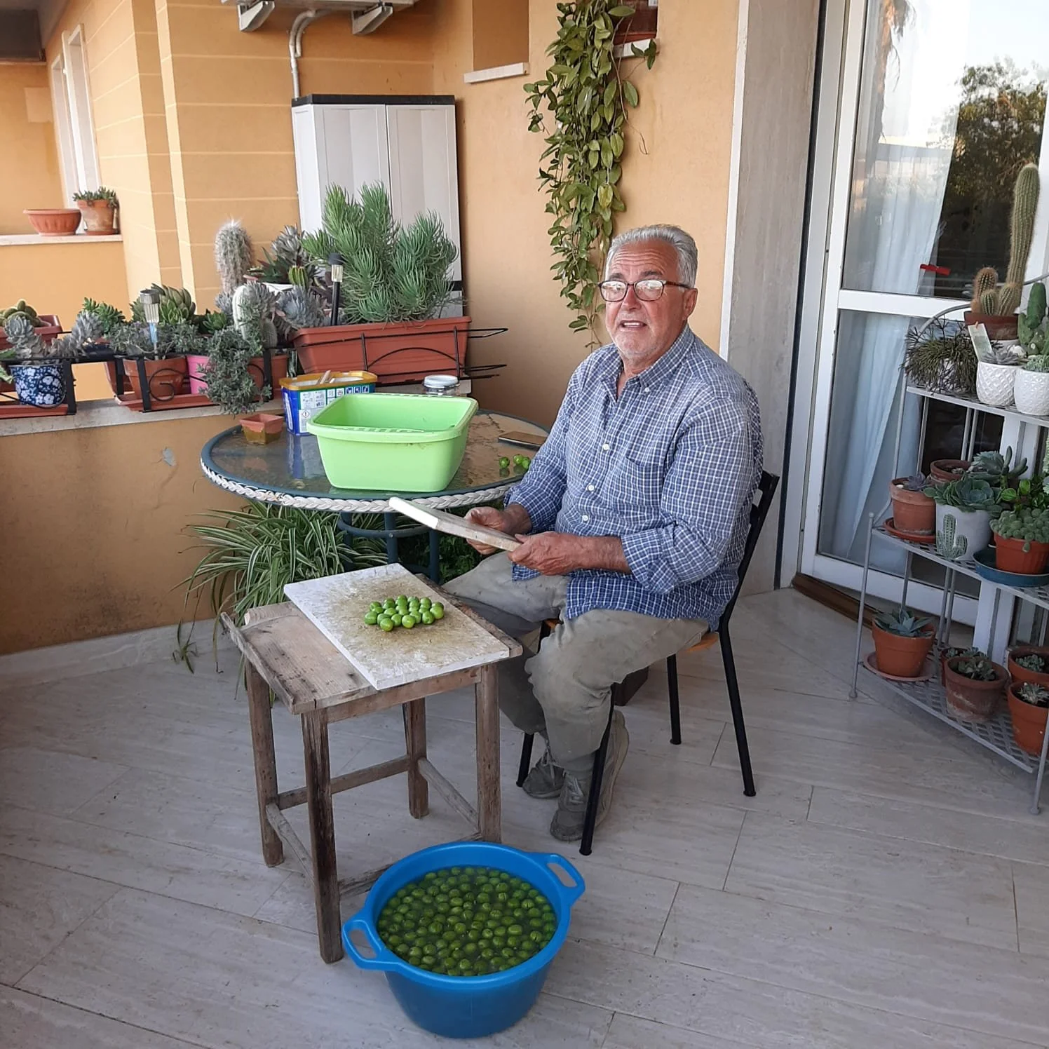 nonno agostino preparing the olive to be cured, from his own tree. cured olive recipe