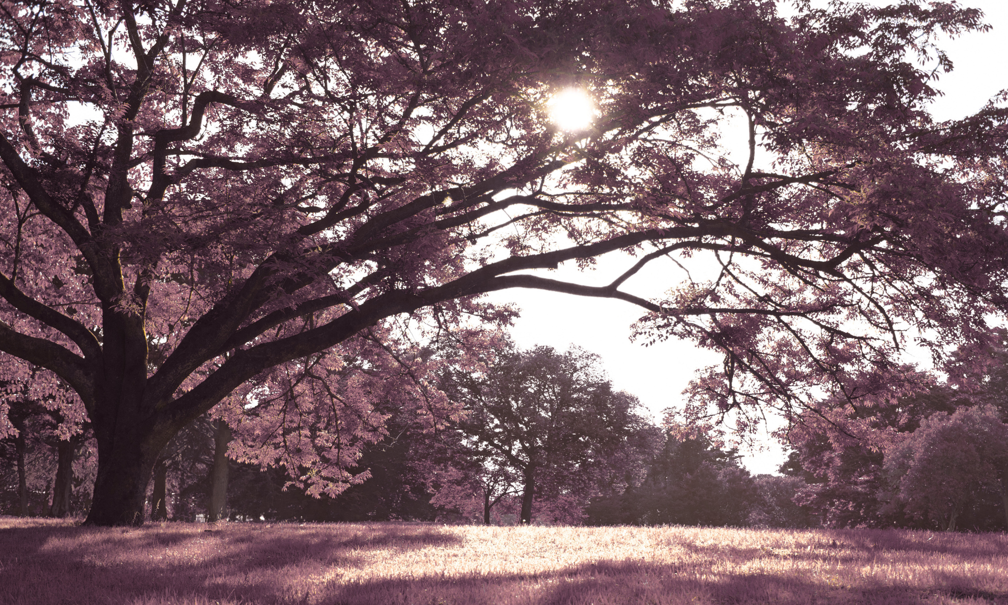 A small view of a flowering tree in a field with a gray color overlay.