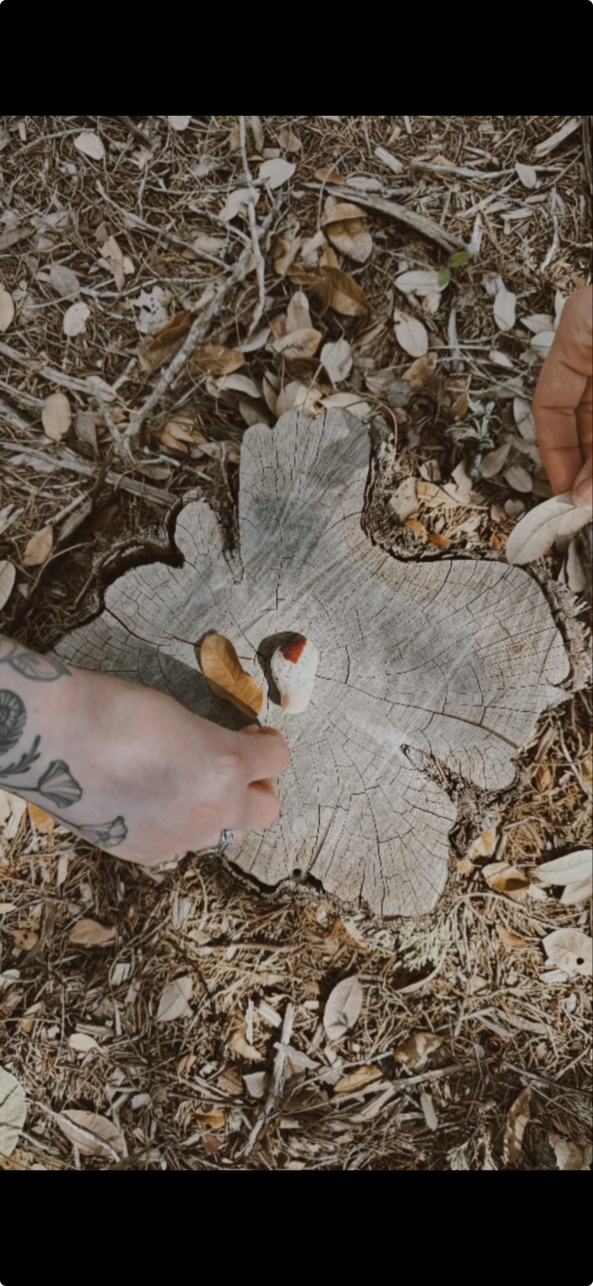 hands placing nature materials on a tree stump to make an art shape
