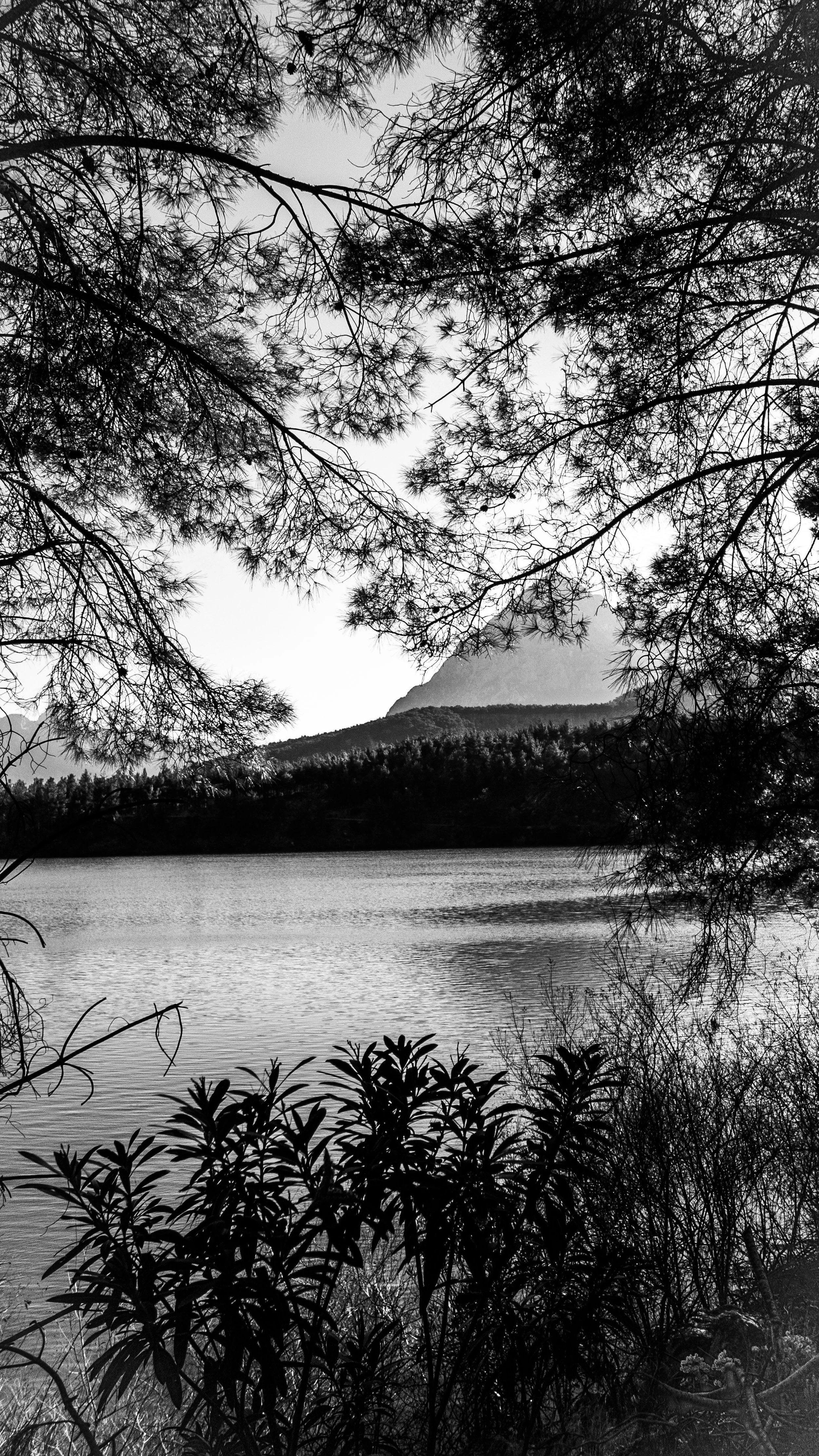 Serene black and white mountain lake framed by evergreen trees, reflecting peace and clarity in online therapy.