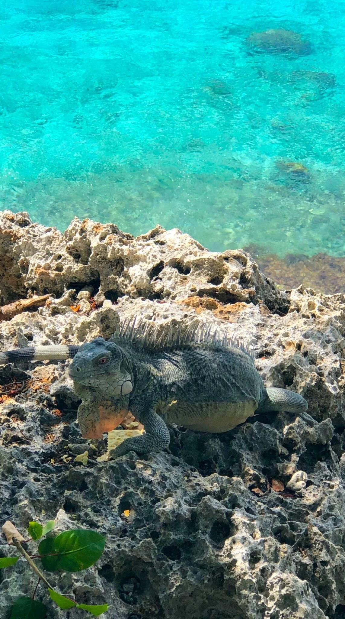 bonaire 4.jpg