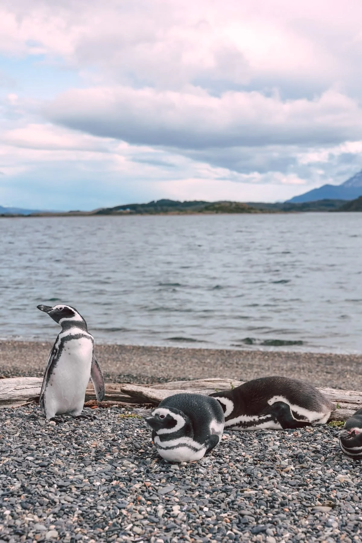 ushuaia 2.jpg
