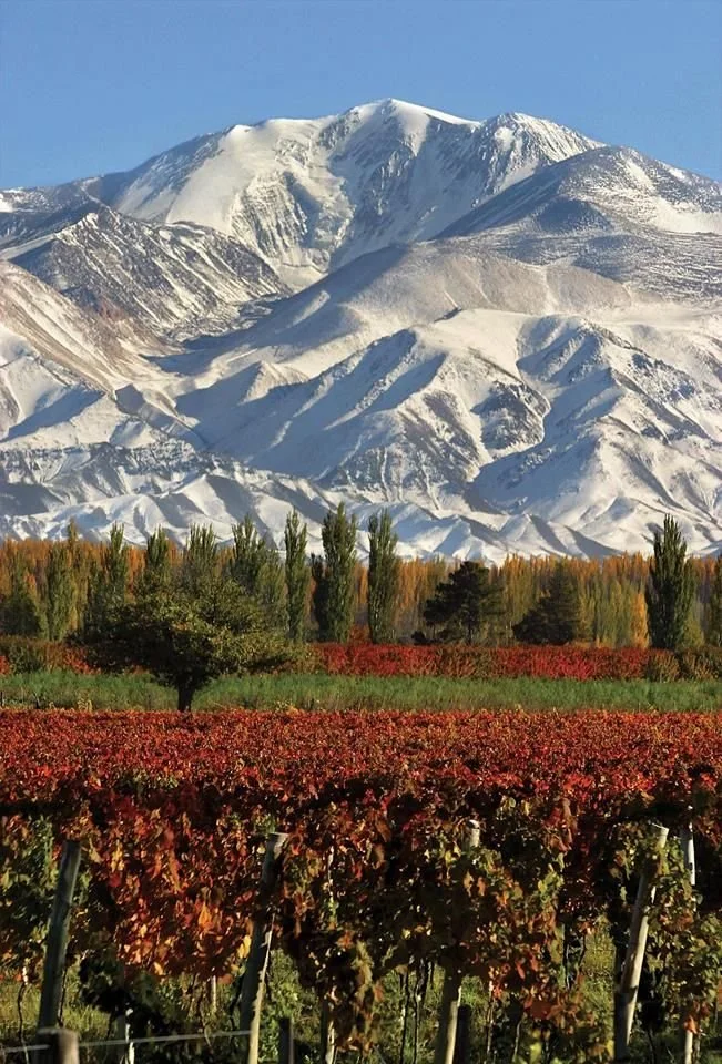 mendoza 5.jpg