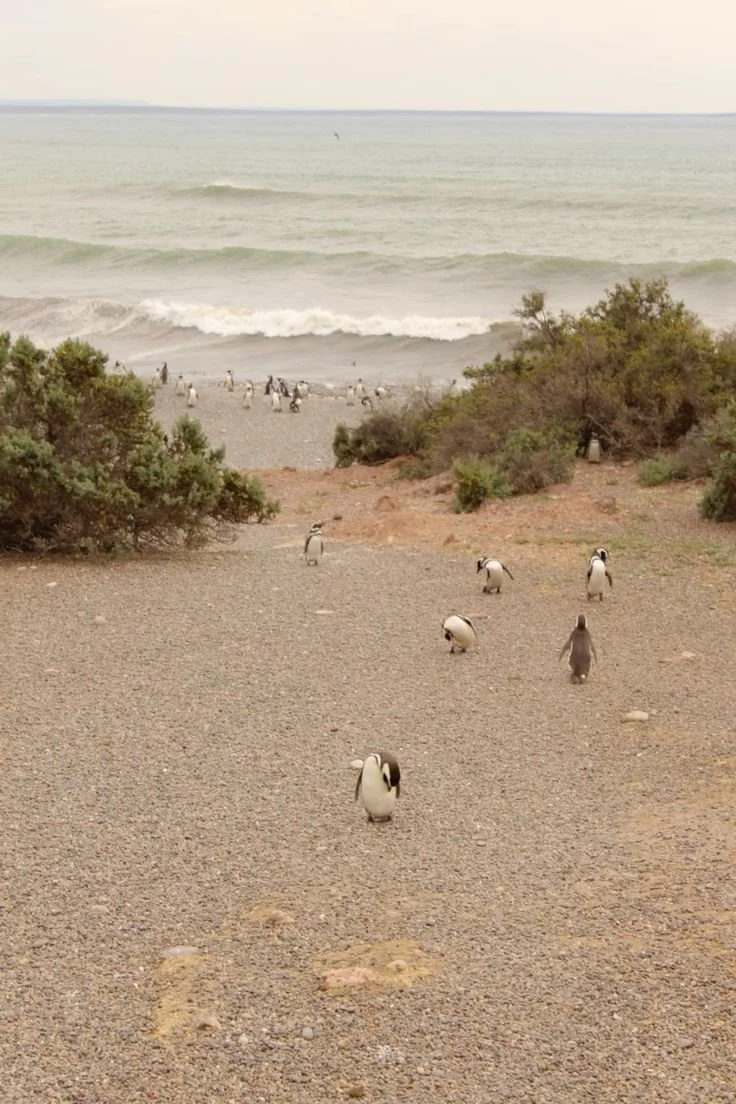 puerto madryn 2.jpg