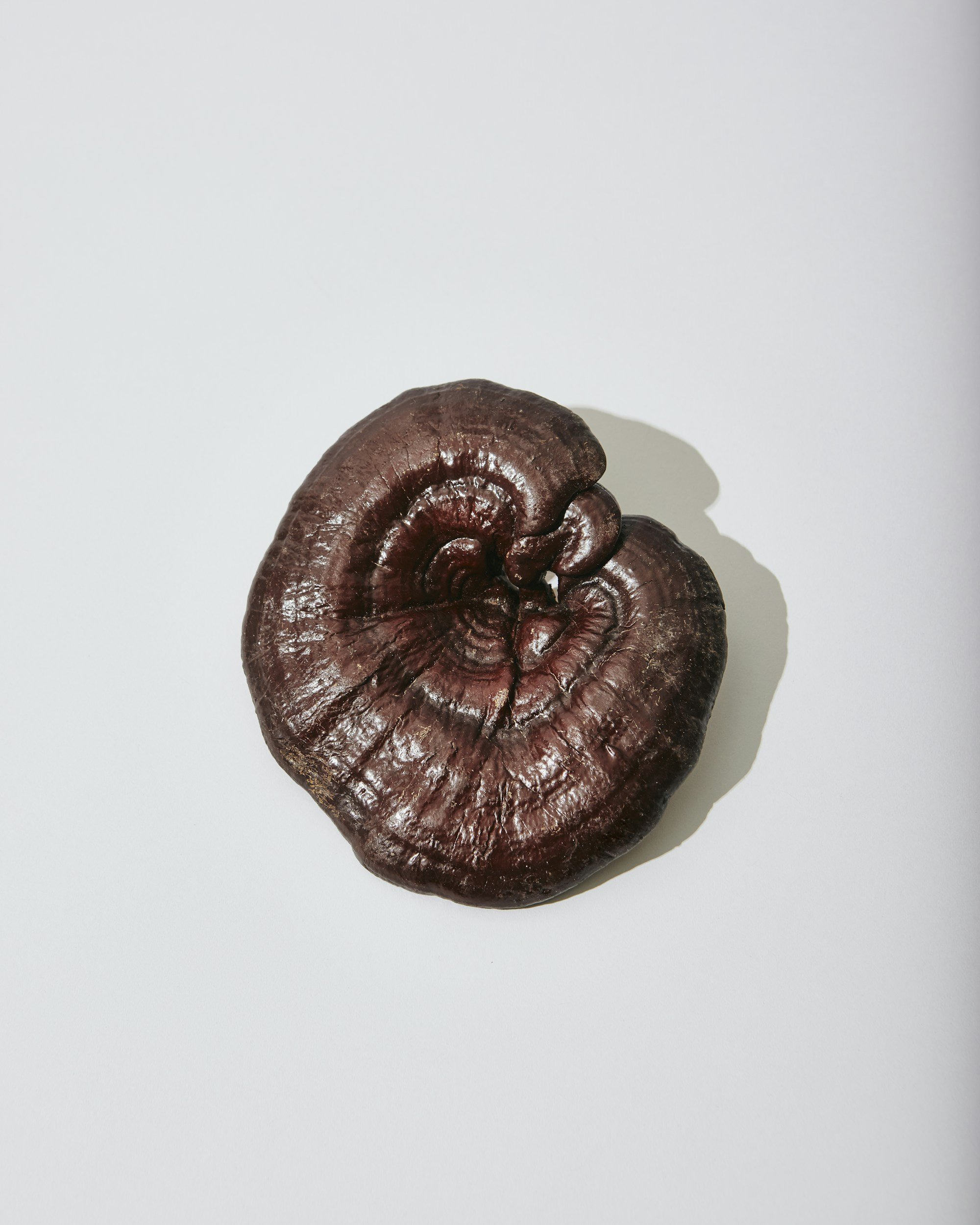 medicinal mushrooms and nutrition for women