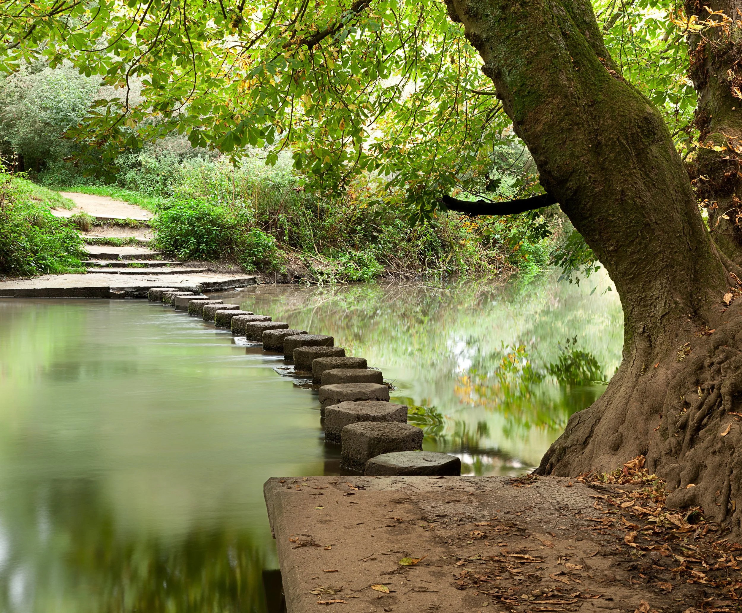 A peaceful nature scene with a tree leaning over a calm river, a small stone pathway leading into lush green bushes, and stepping stones across the water.