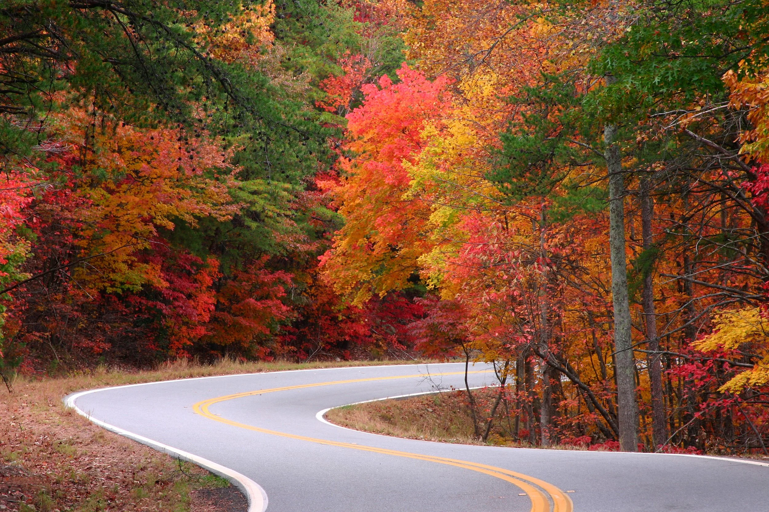 A winding road through a forest with trees displaying vibrant fall foliage in shades of red, orange, yellow, and green.