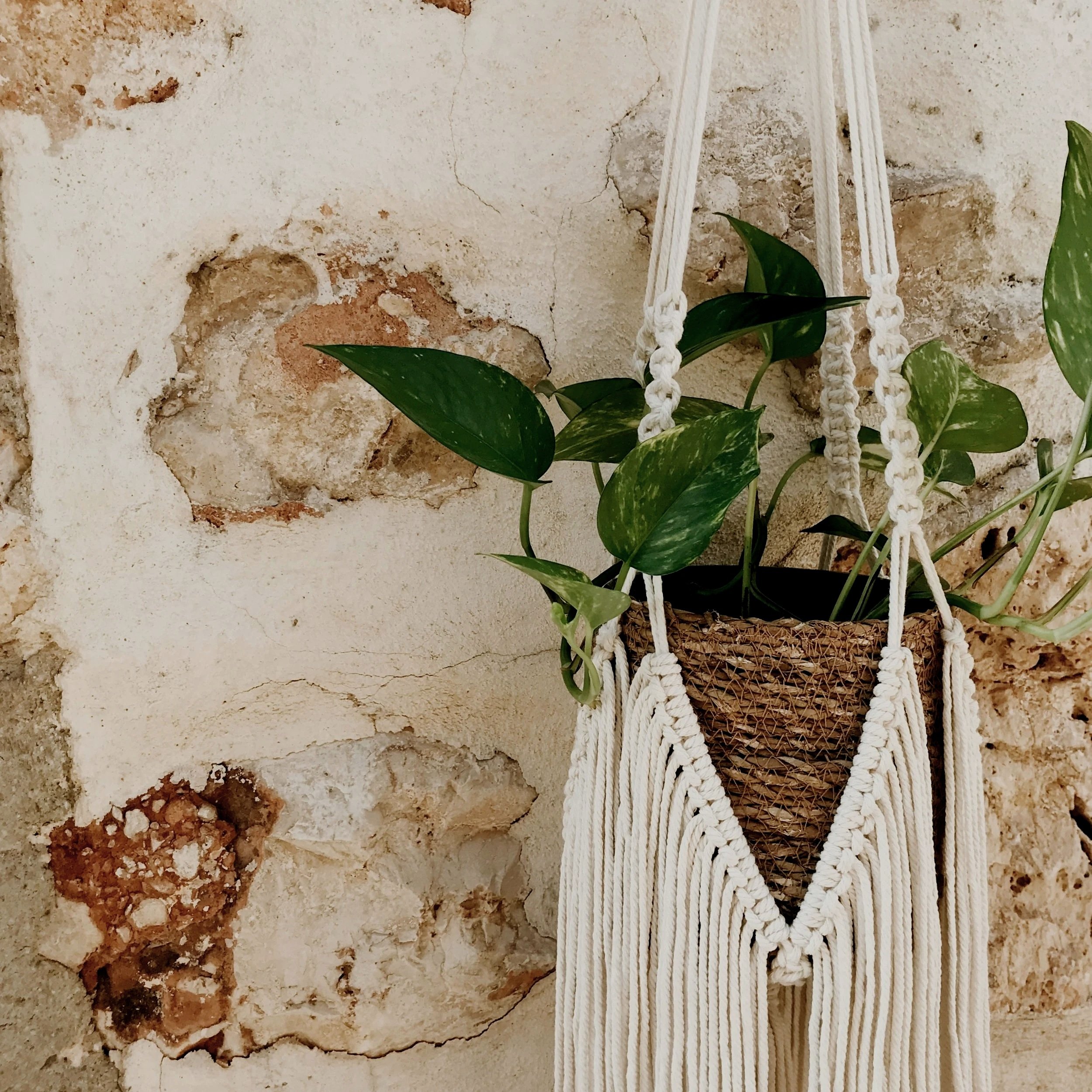 mage of plant in beautiful supportive hanger evoking supportive care