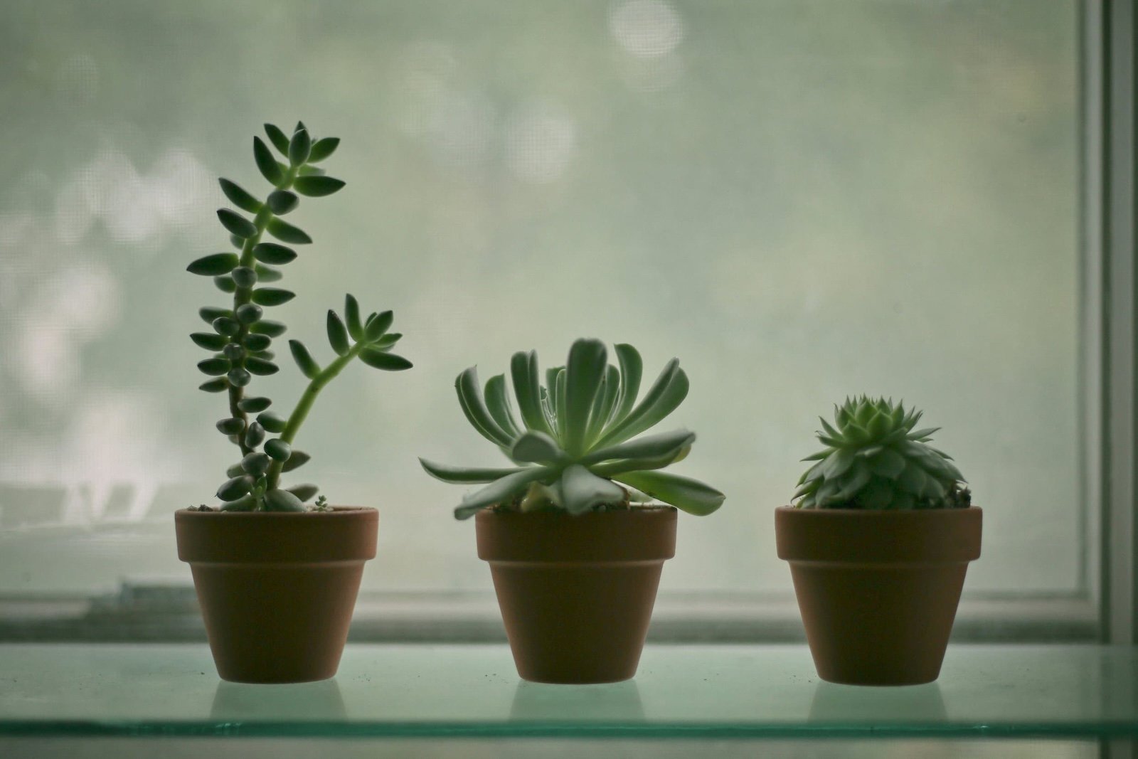 image of diversity in plants evoking appreciation and care of diversity in nature