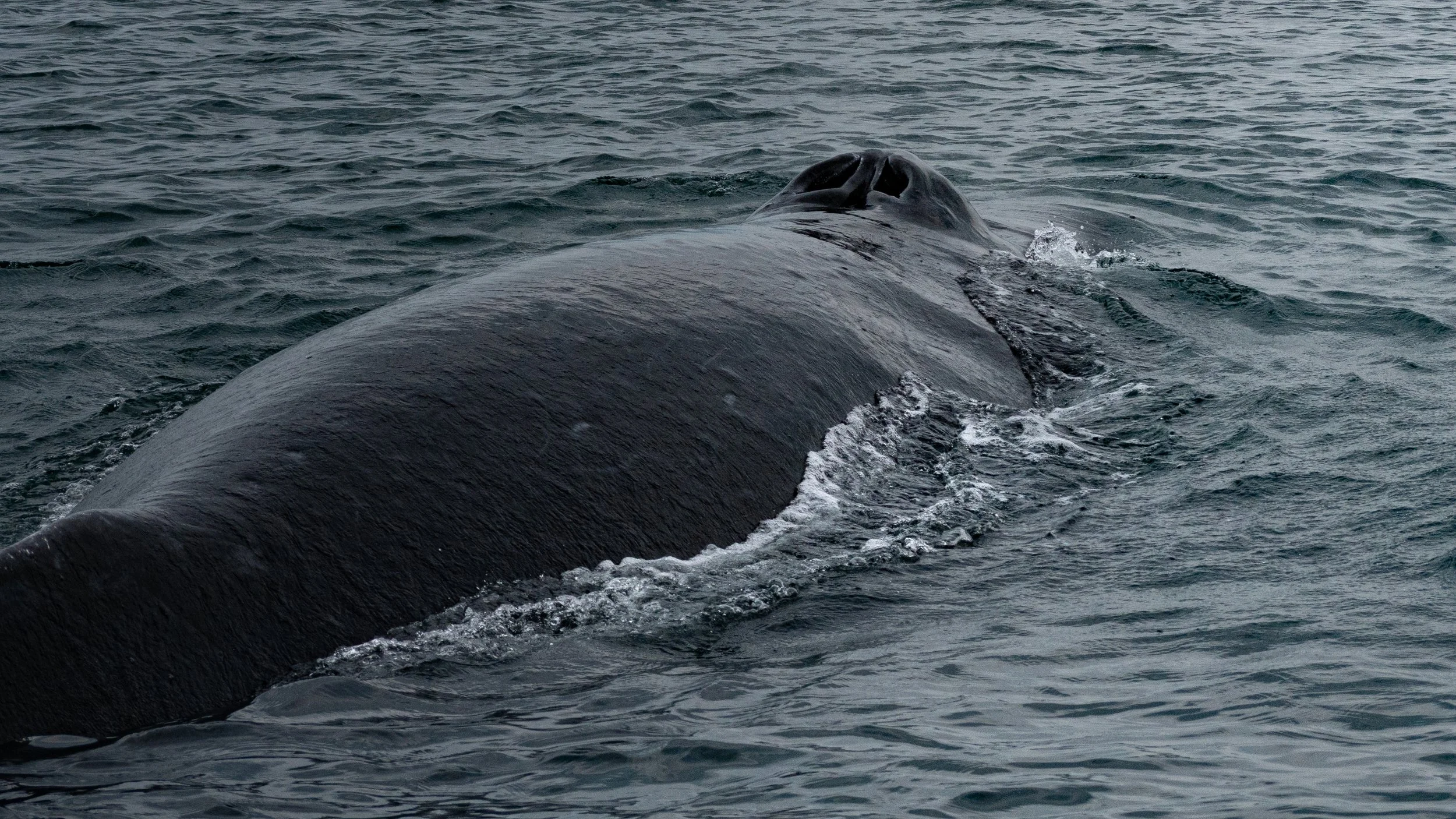 How to Anticipate Whale Behavior for Better Photos in Alaska