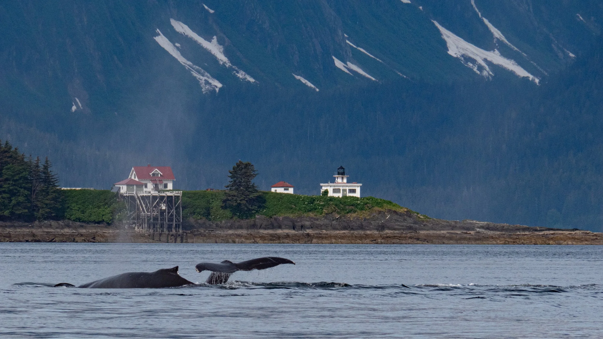 Best Camera Settings for Alaska Whale Photography