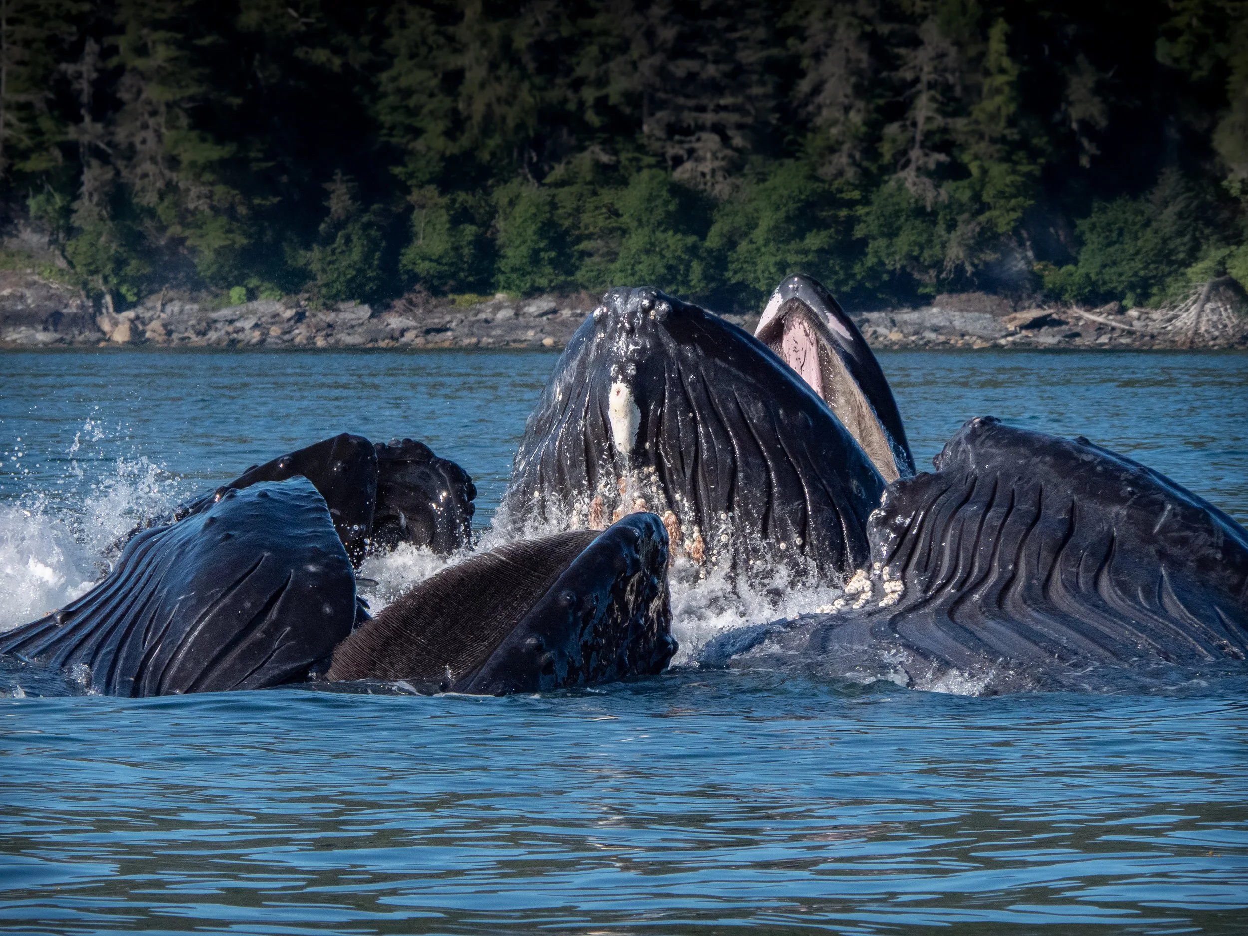 How to Photograph Bubble-Net Feeding Whales