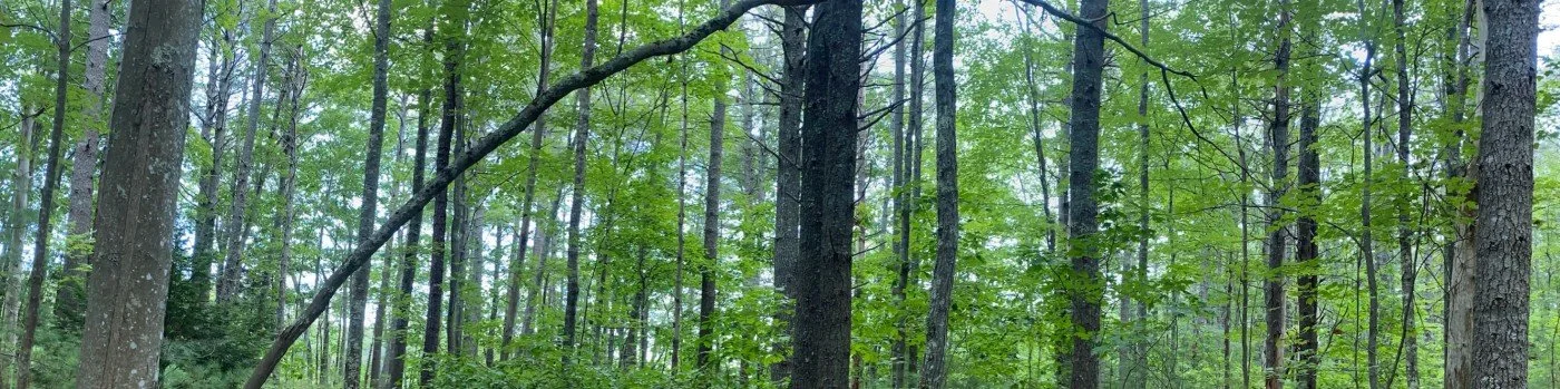 Sunlight filtering through trees at Walden Pond in Concord, Massachusetts