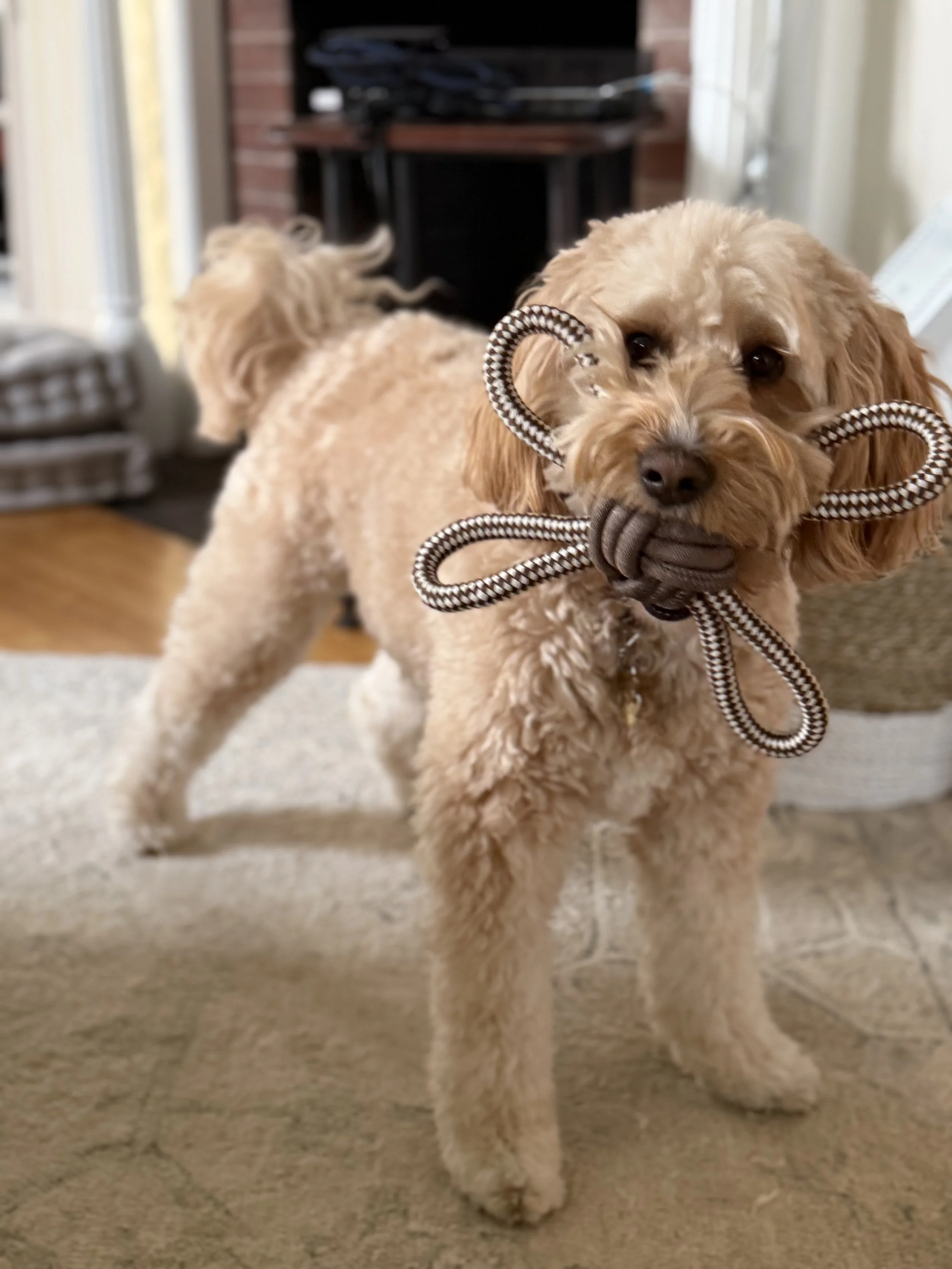 Ellie, Rachel's mini-goldendoodle, playing with a ribbon toy at home