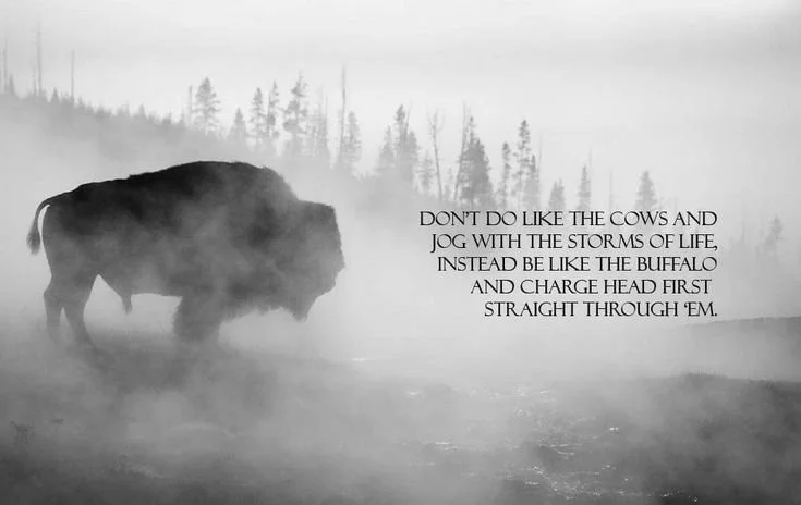 Silhouette of a buffalo in a foggy landscape with conifer trees in the background, along with an inspirational quote about being like a buffalo and charging headfirst through life's storms.