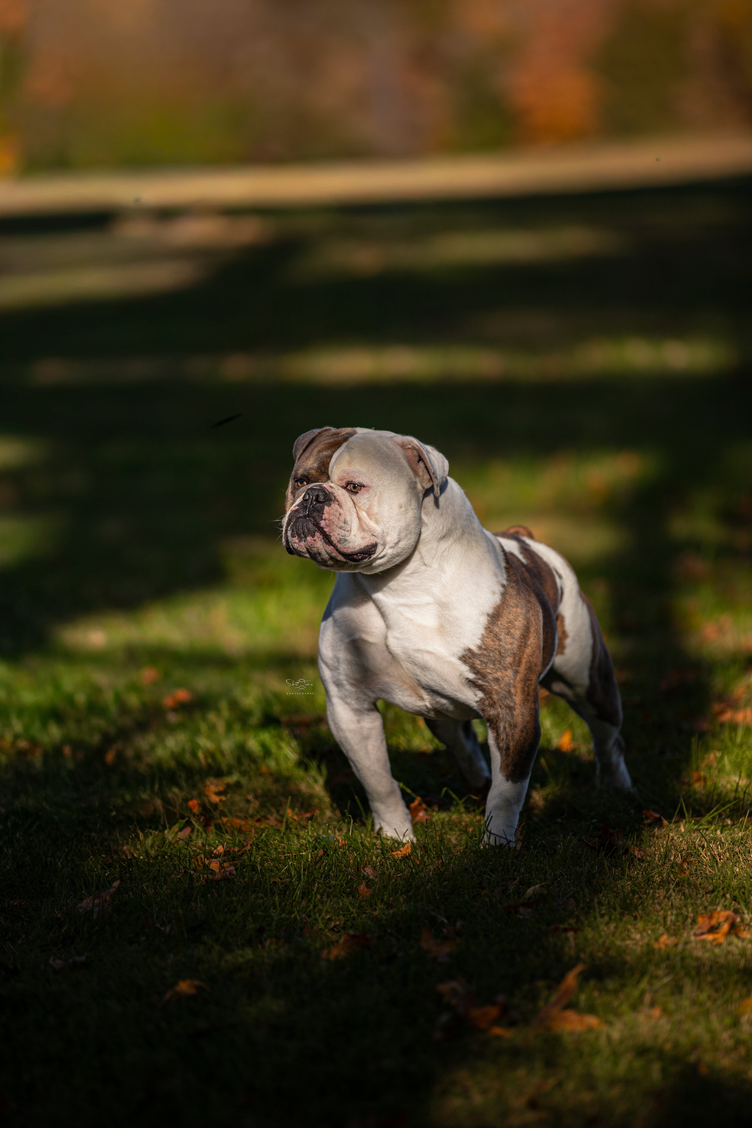A brown and white bulldog standing on grass with autumn leaves on the ground, trees in the background, and shadows from the sunlight.