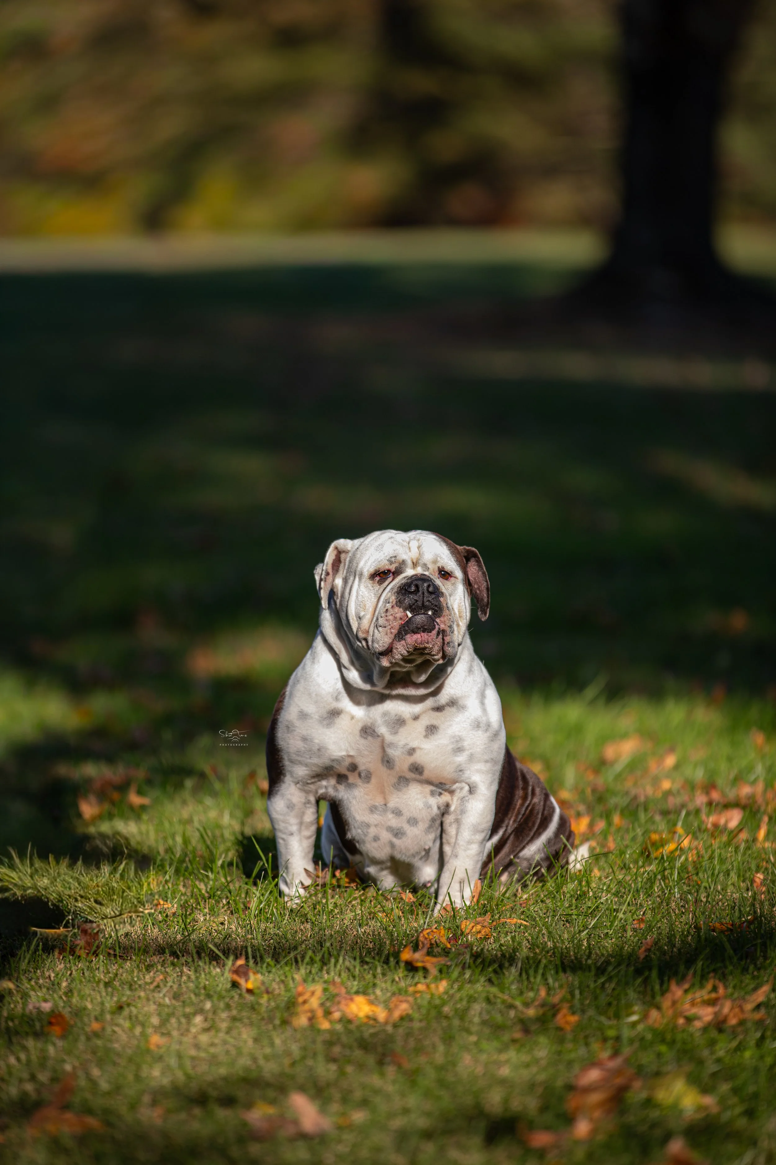 A large, muscular dog with a white coat and black spots sitting on a grassy area with fallen autumn leaves, with blurred trees and green grass in the background.