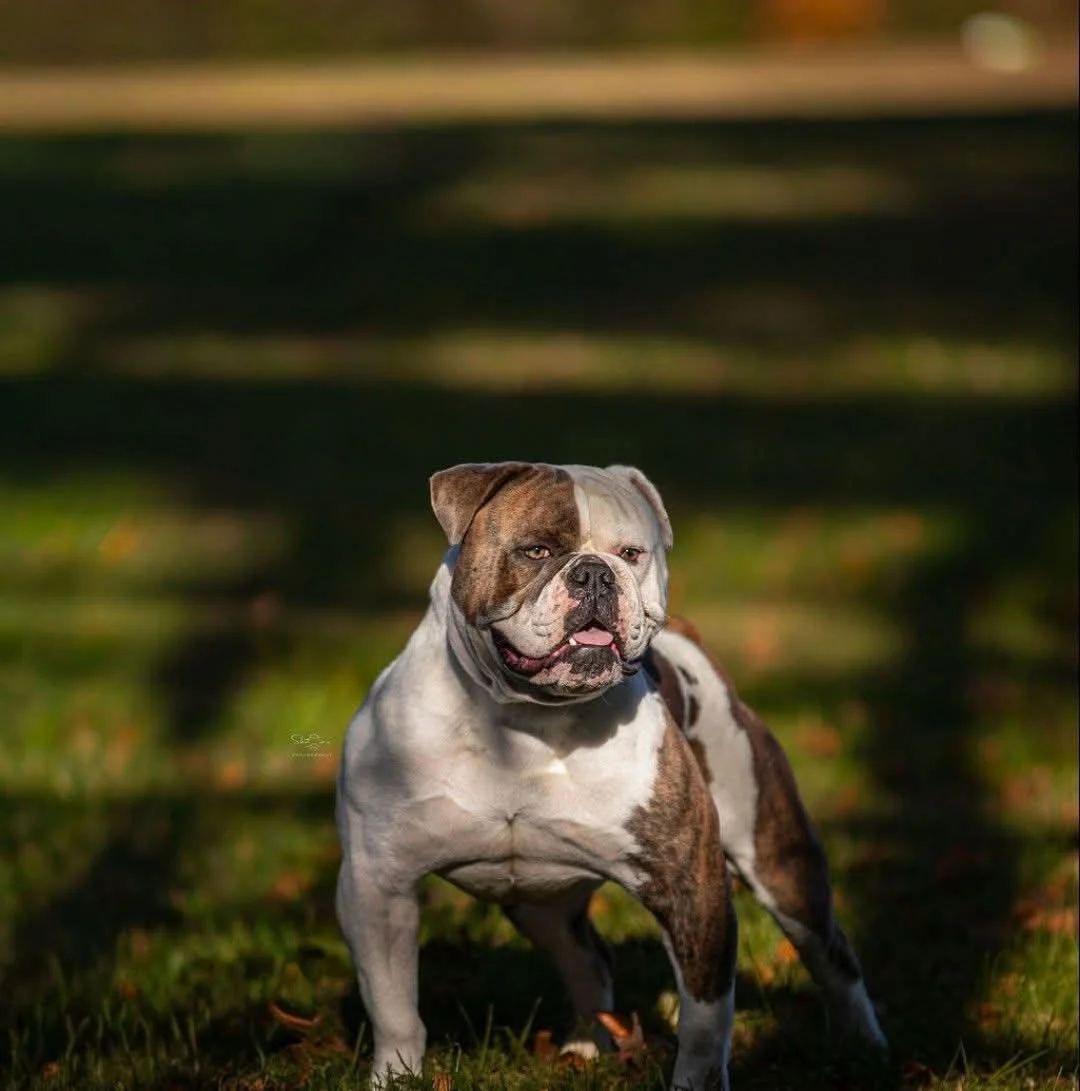 A brown and white bulldog standing outdoors on grass with blurred greenery in the background.