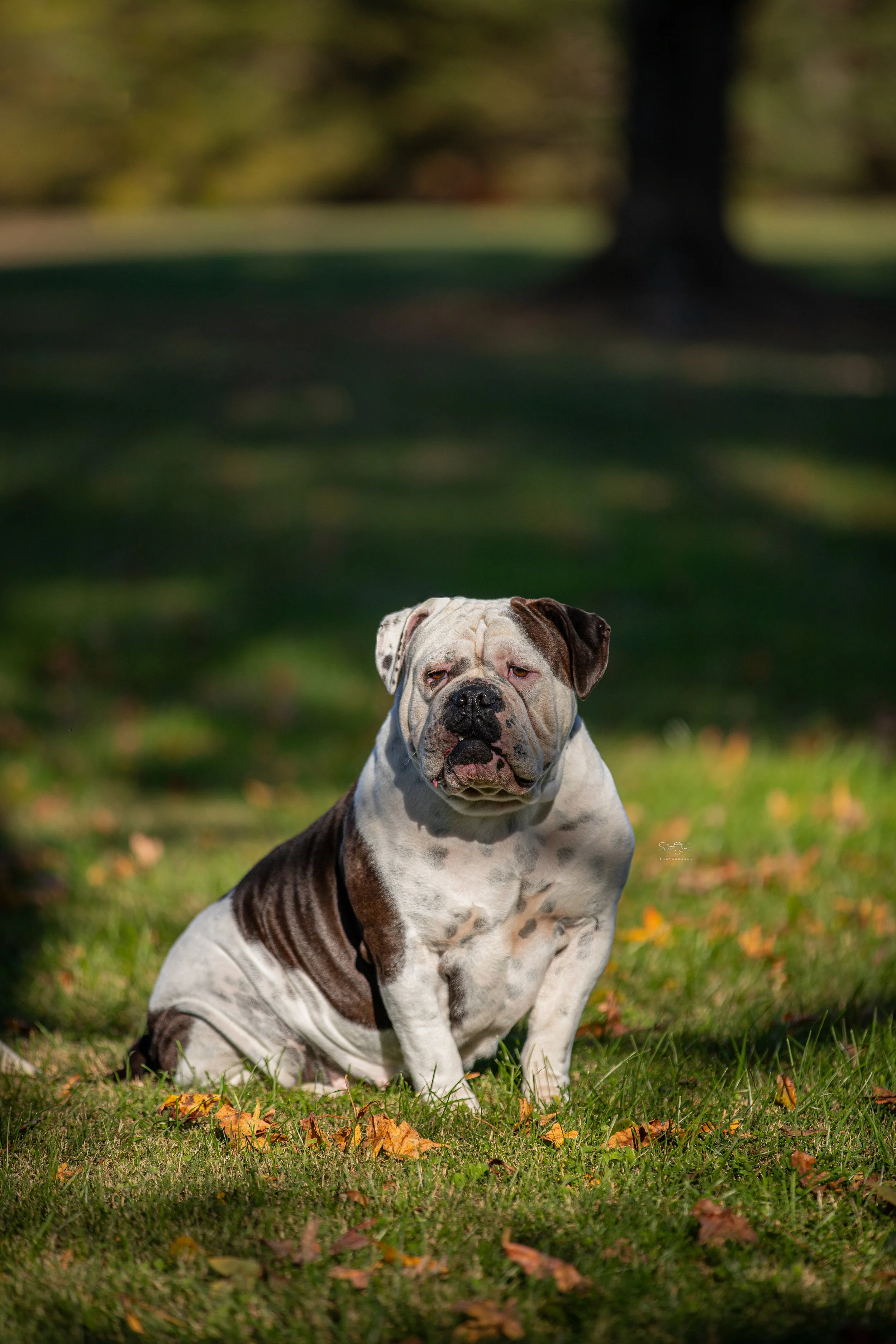A white and brown bulldog sitting on a grassy lawn with autumn leaves, with blurred trees in the background.