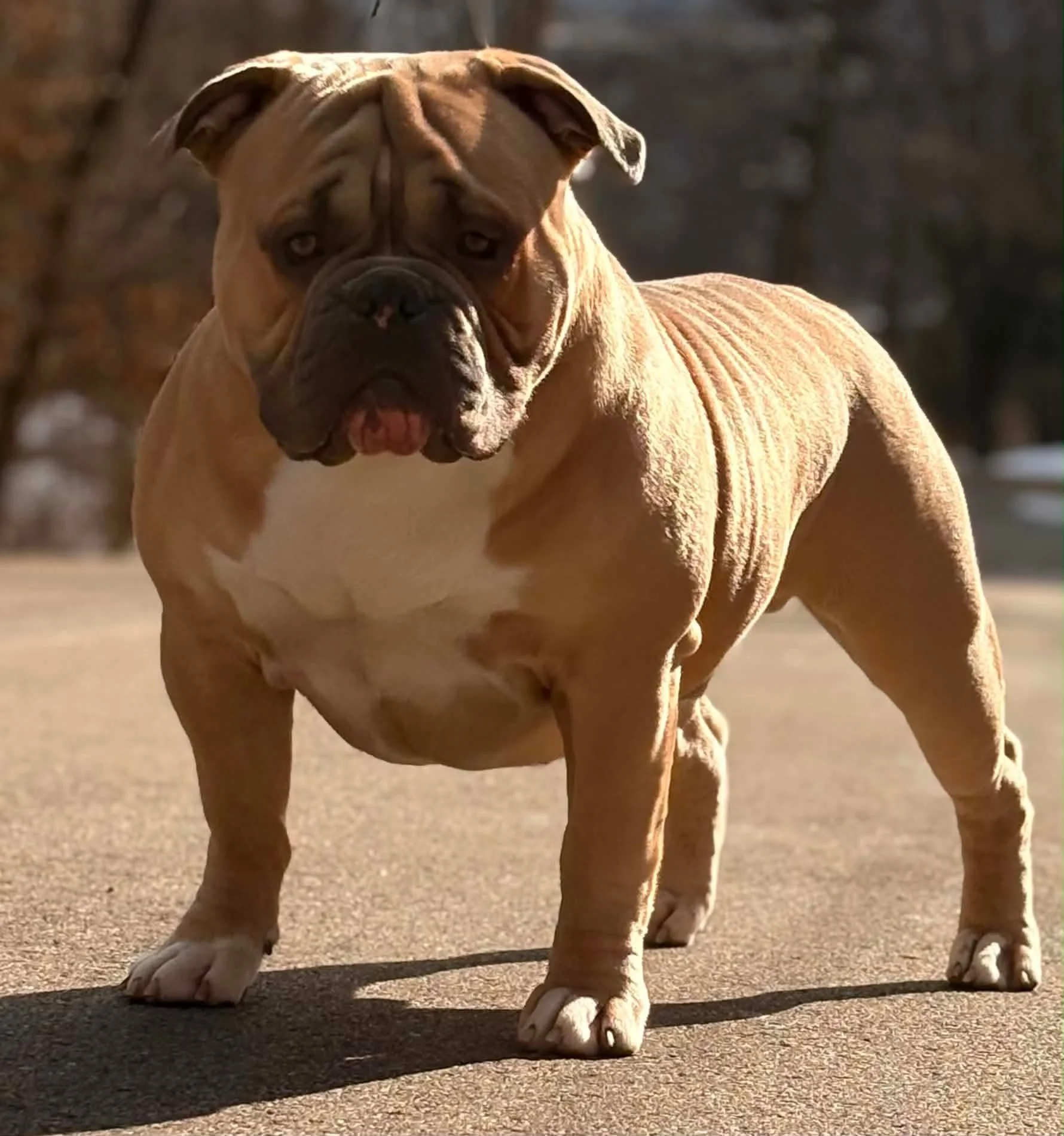 A muscular bulldog standing on a paved ground outdoors, with a shadow cast nearby, during daytime. The background is blurred with trees or similar foliage.