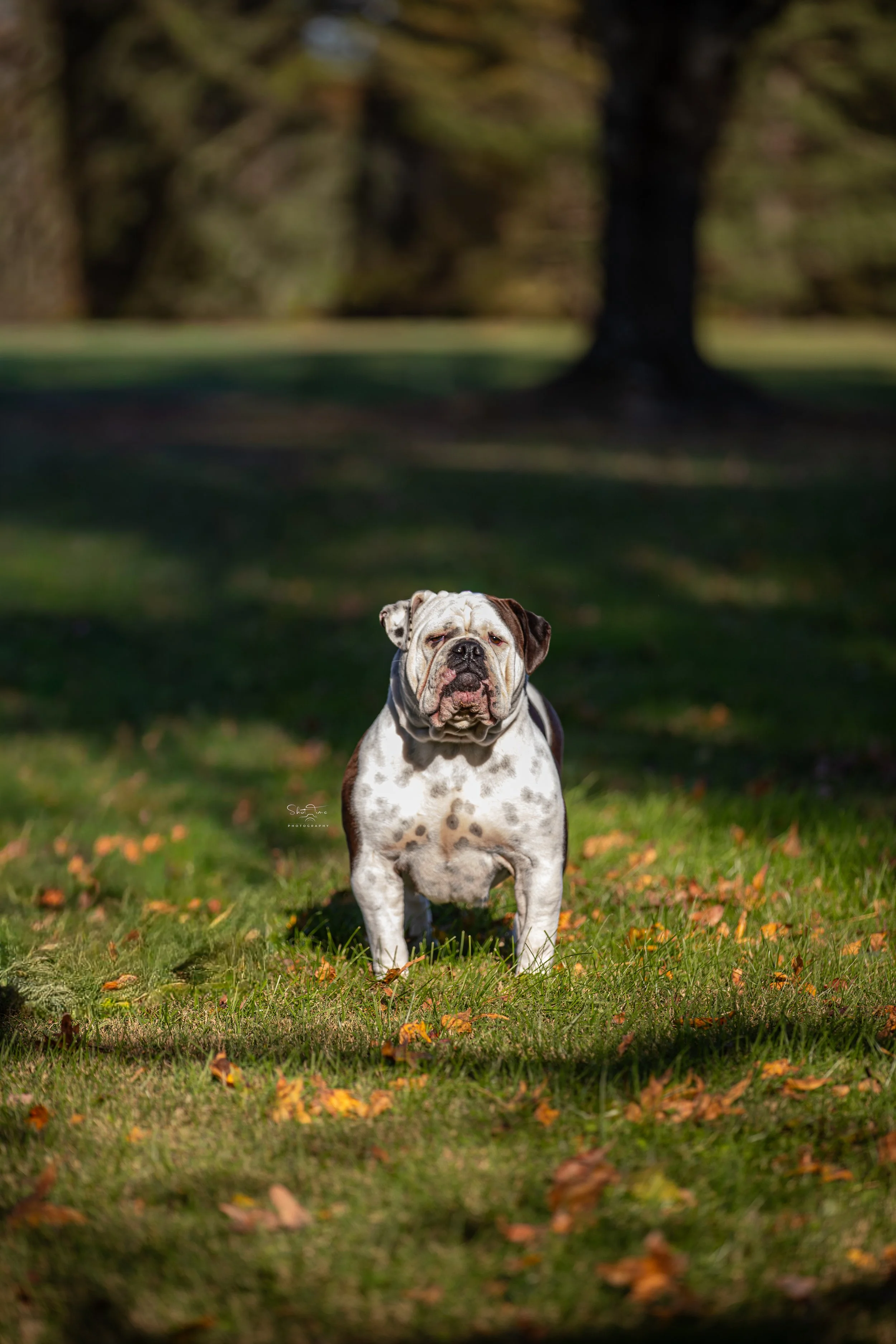 A bulldog standing on grass with fallen leaves, with trees and a blurred background in autumn.