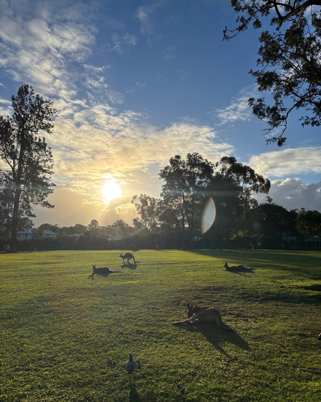 Bye bye Winter, welcome Spring 🌸 

1- Winter sunsets with Kangaroos eclipse @lonepinekoala 
2- Matcha &amp; (soccer) match catch ups @westfieldcarindale 
3- Blooming at Mount Coot-tha Botanic Garden 
4- Landscaping project Checks 
5- Luc &amp; the s