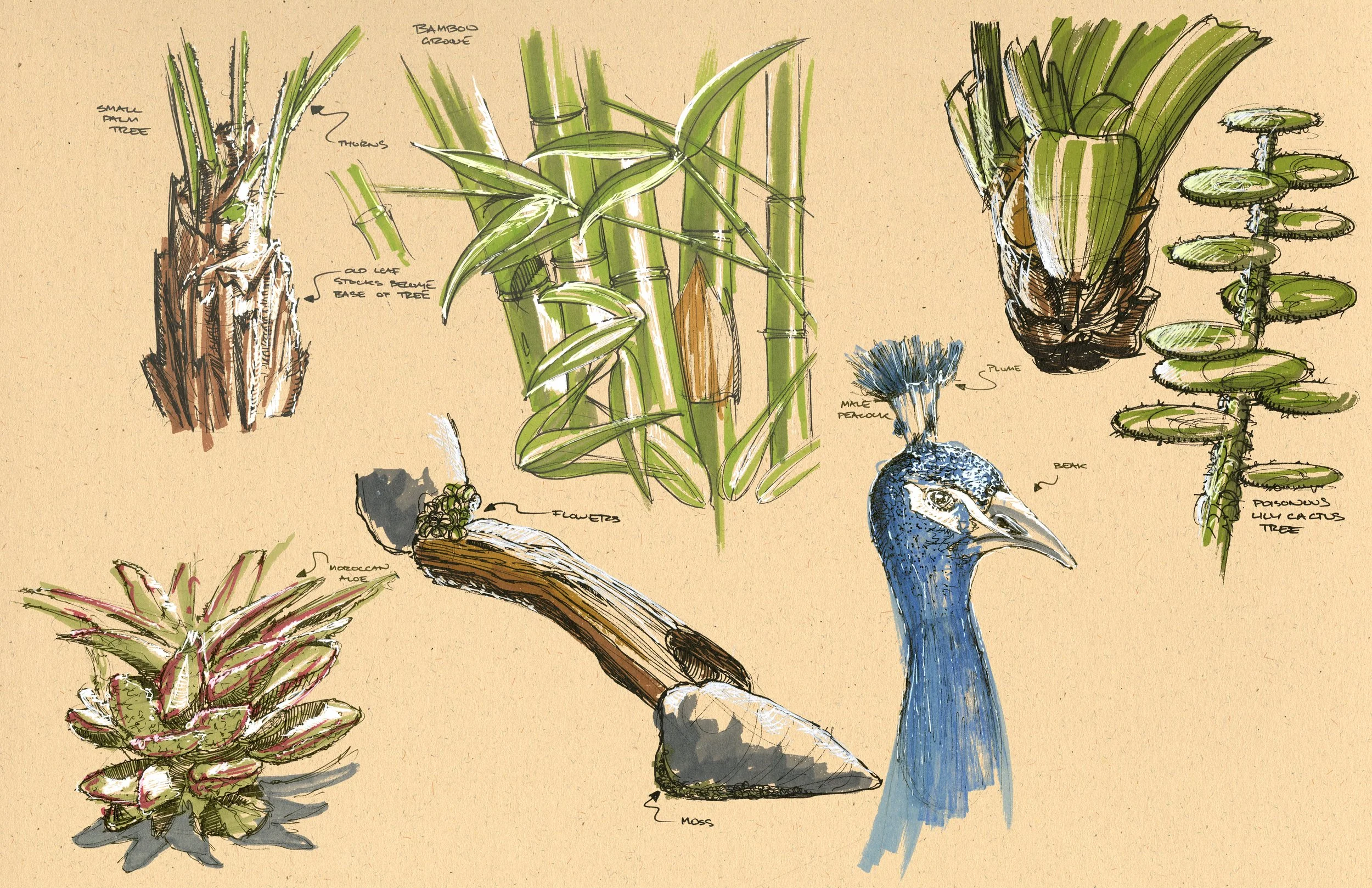 Nature sketches.