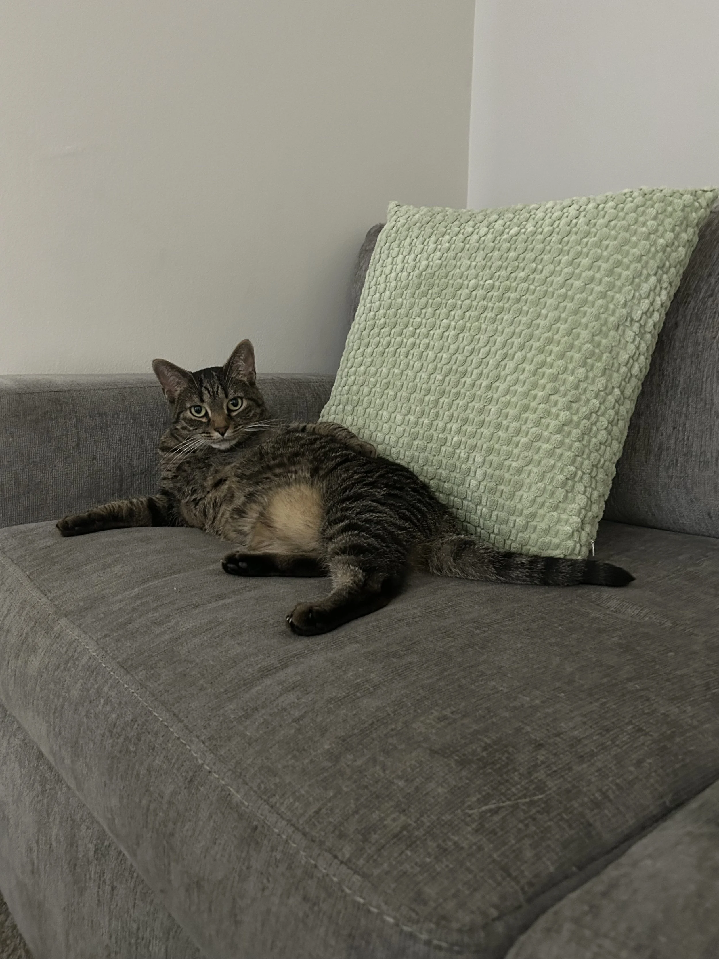 A tabby cat with green eyes relaxing on a gray sofa, leaning against a large, textured light green pillow in a living room with plain white walls.