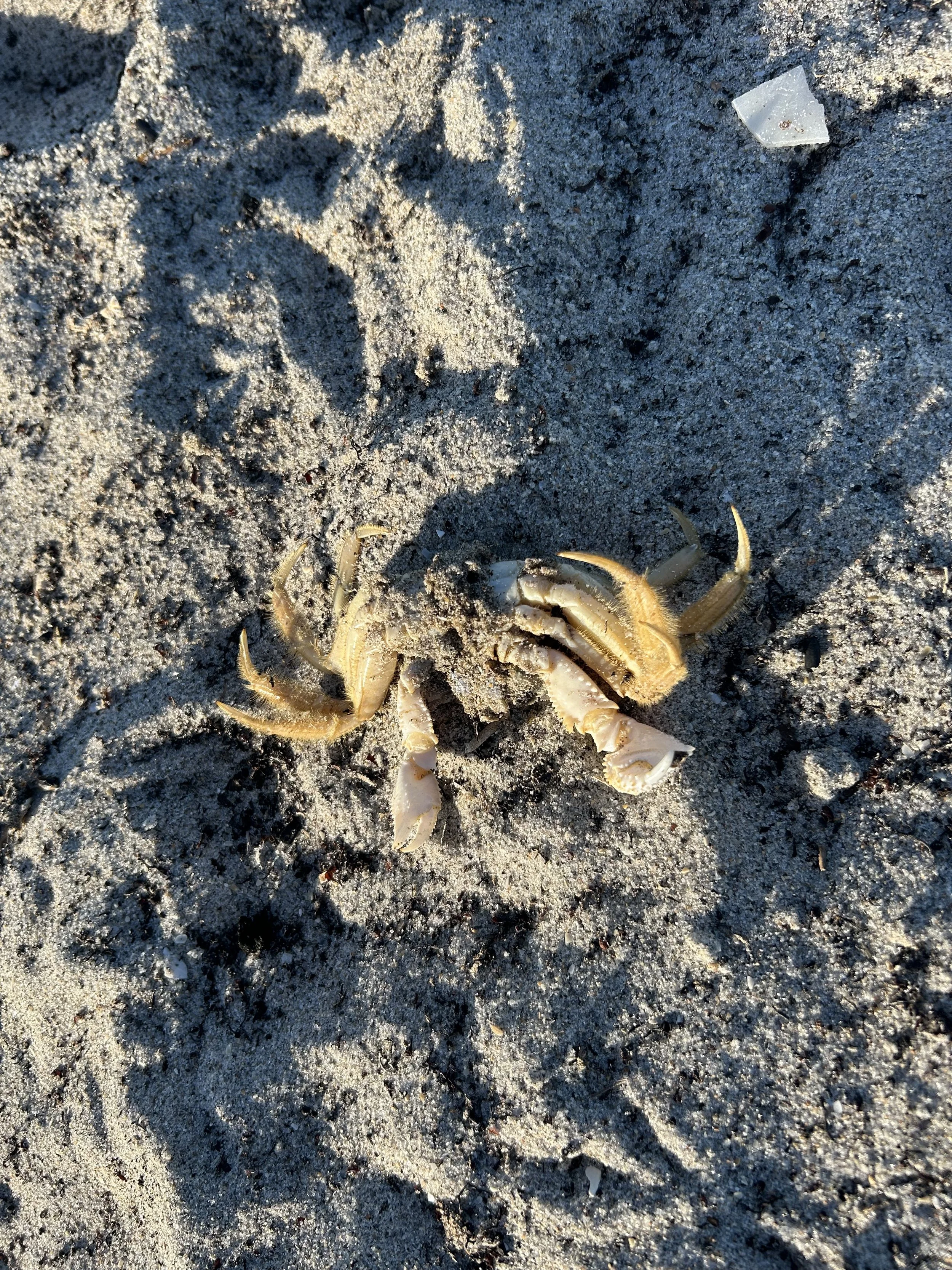 A small crab on sandy ground with a piece of broken plastic debris nearby.