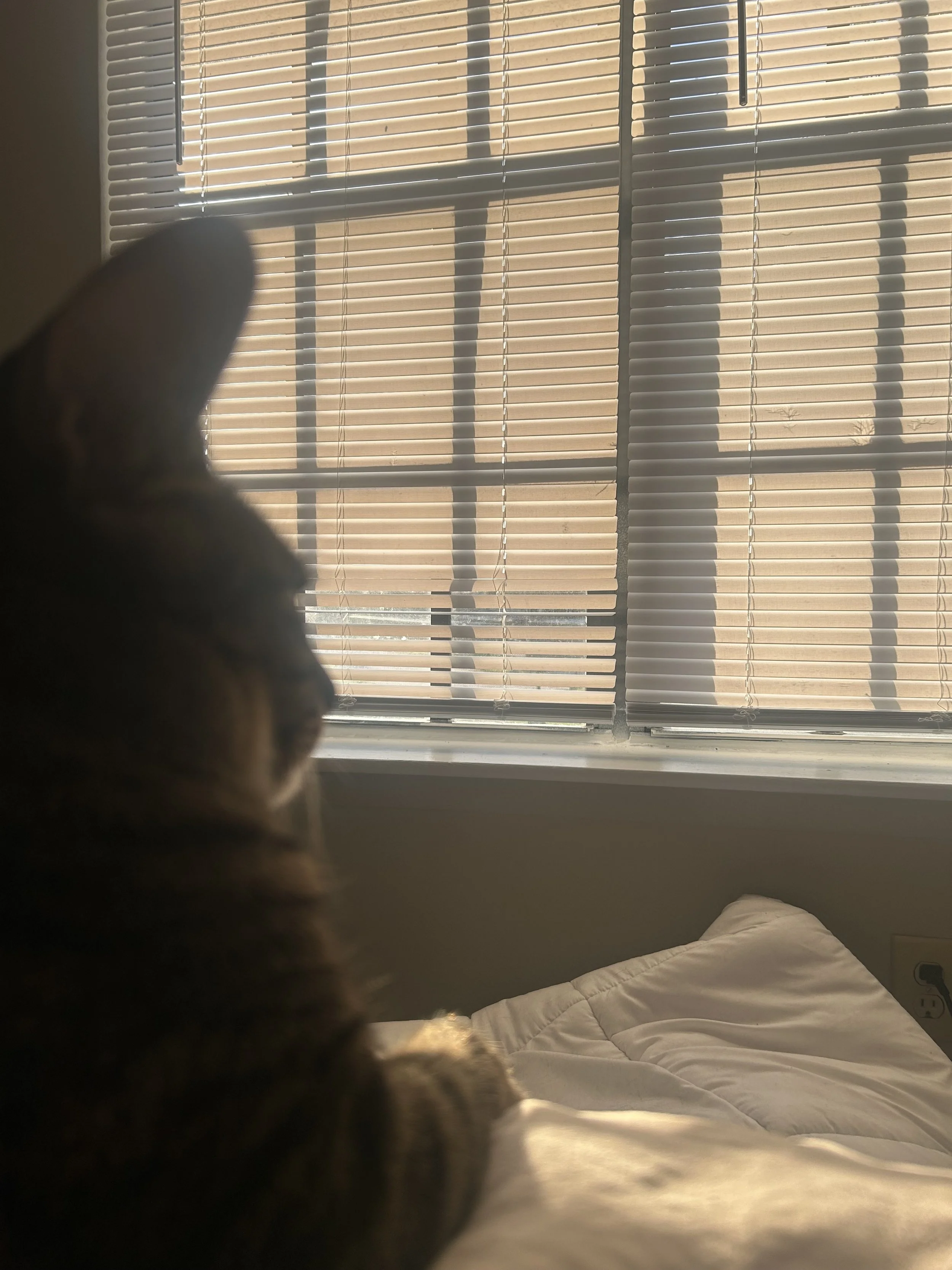 A bedroom with closed window blinds, sunlight filtering through, and part of a cat in the foreground.