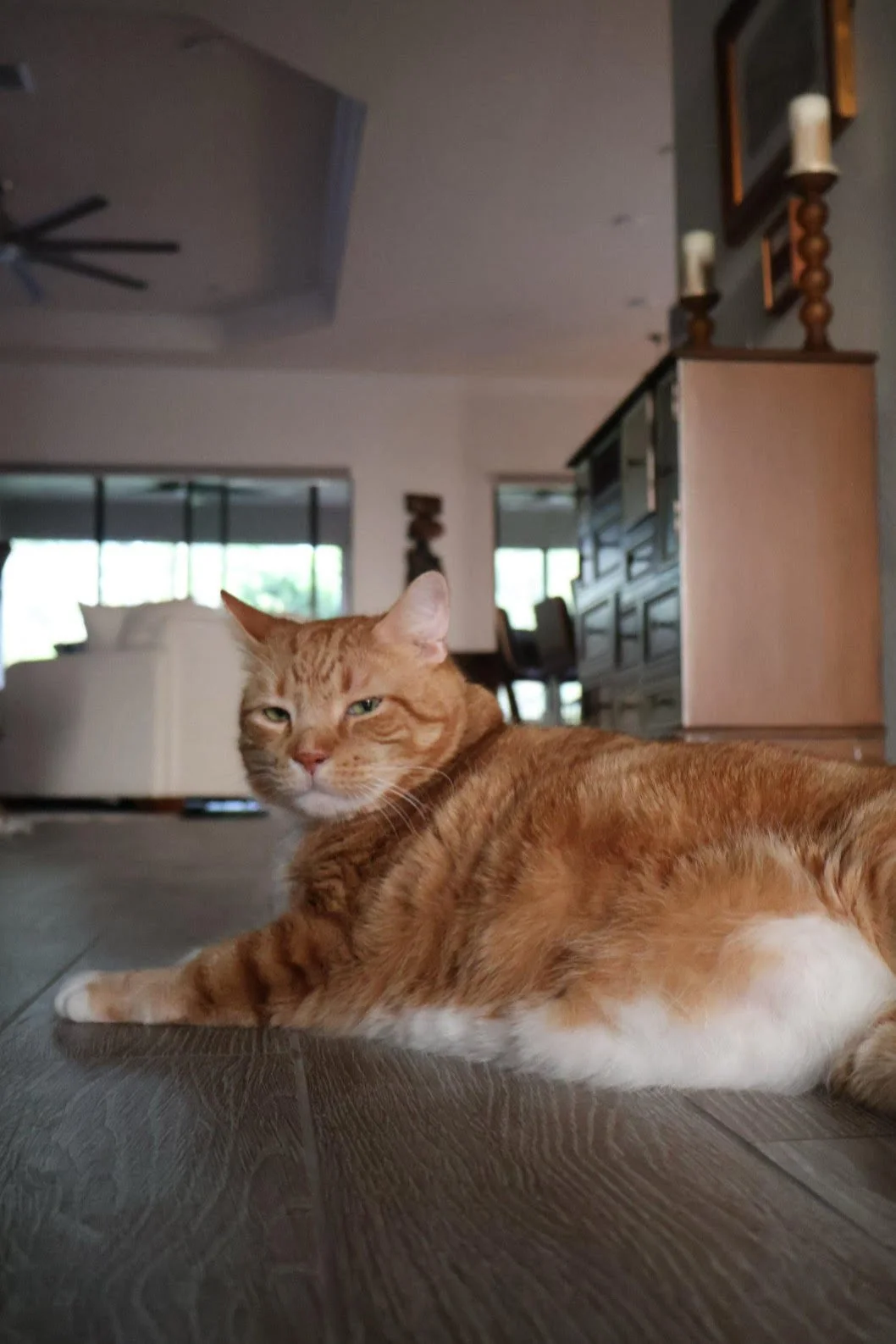 gus.jpg