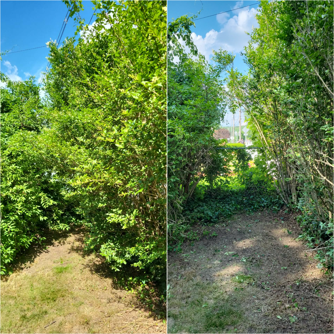 Comparison of two overgrown garden pathways with dense green foliage and blue sky, one on the left and one on the right.