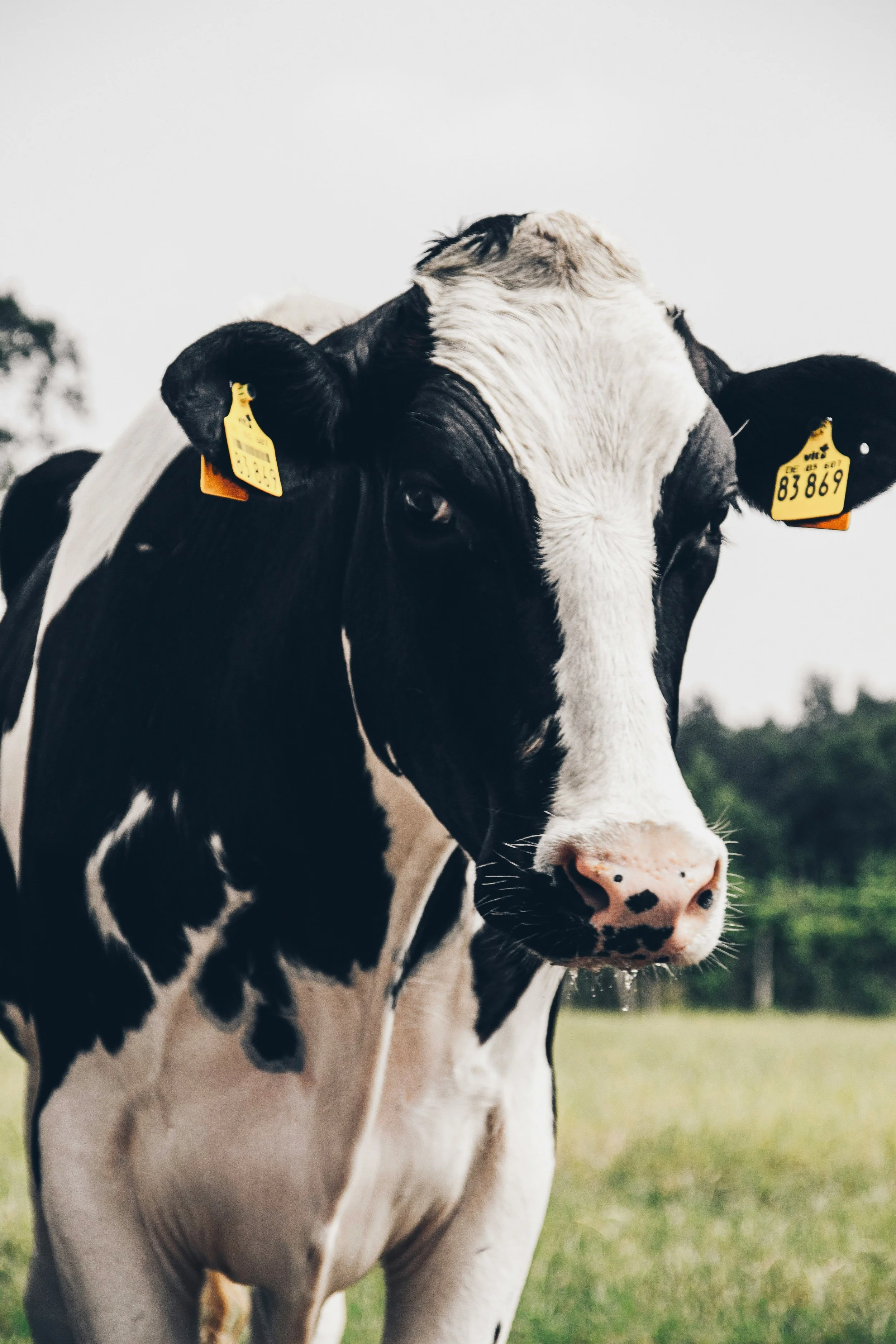 Beyond Mere Compliance of RFID Regulations by the Farming Community