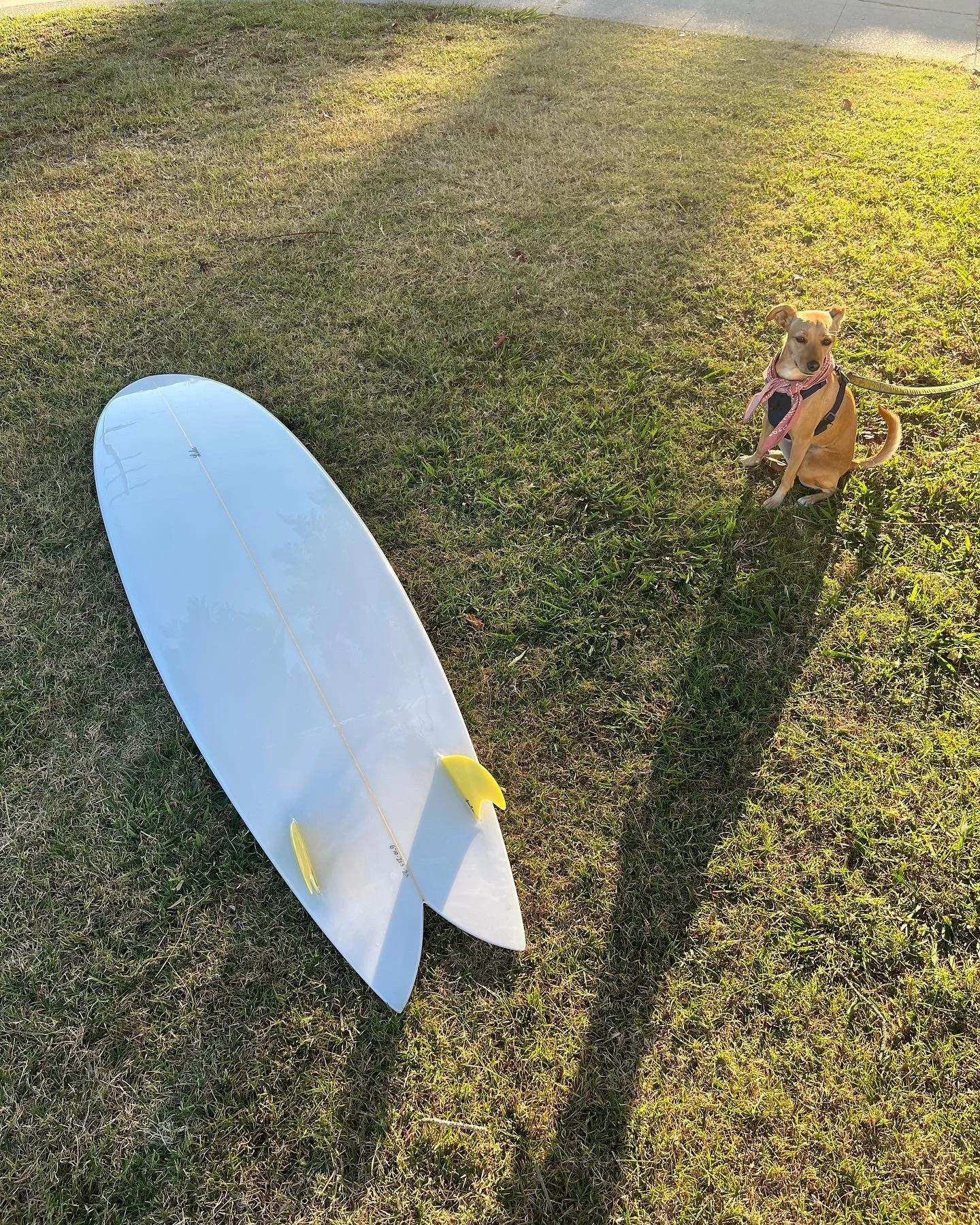 A tan dog with a pink bandana around its neck sitting on grass next to a white surfboard with yellow fins.