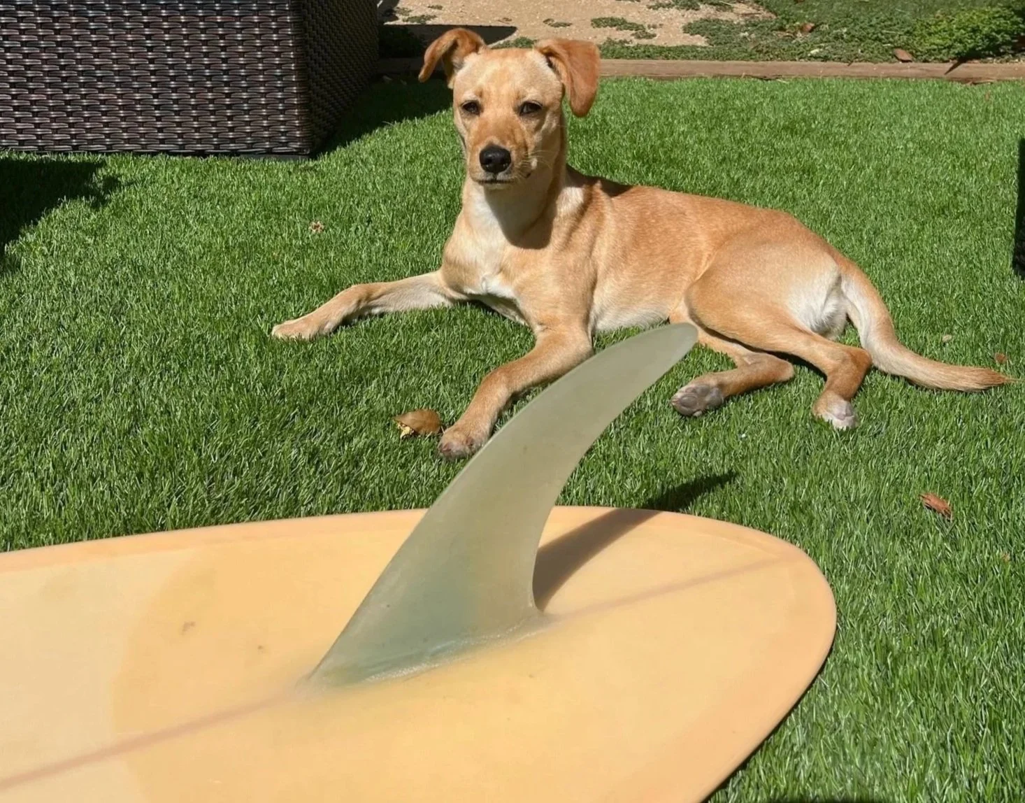 A tan dog lying on green grass, facing the camera with a surfboard in the foreground.