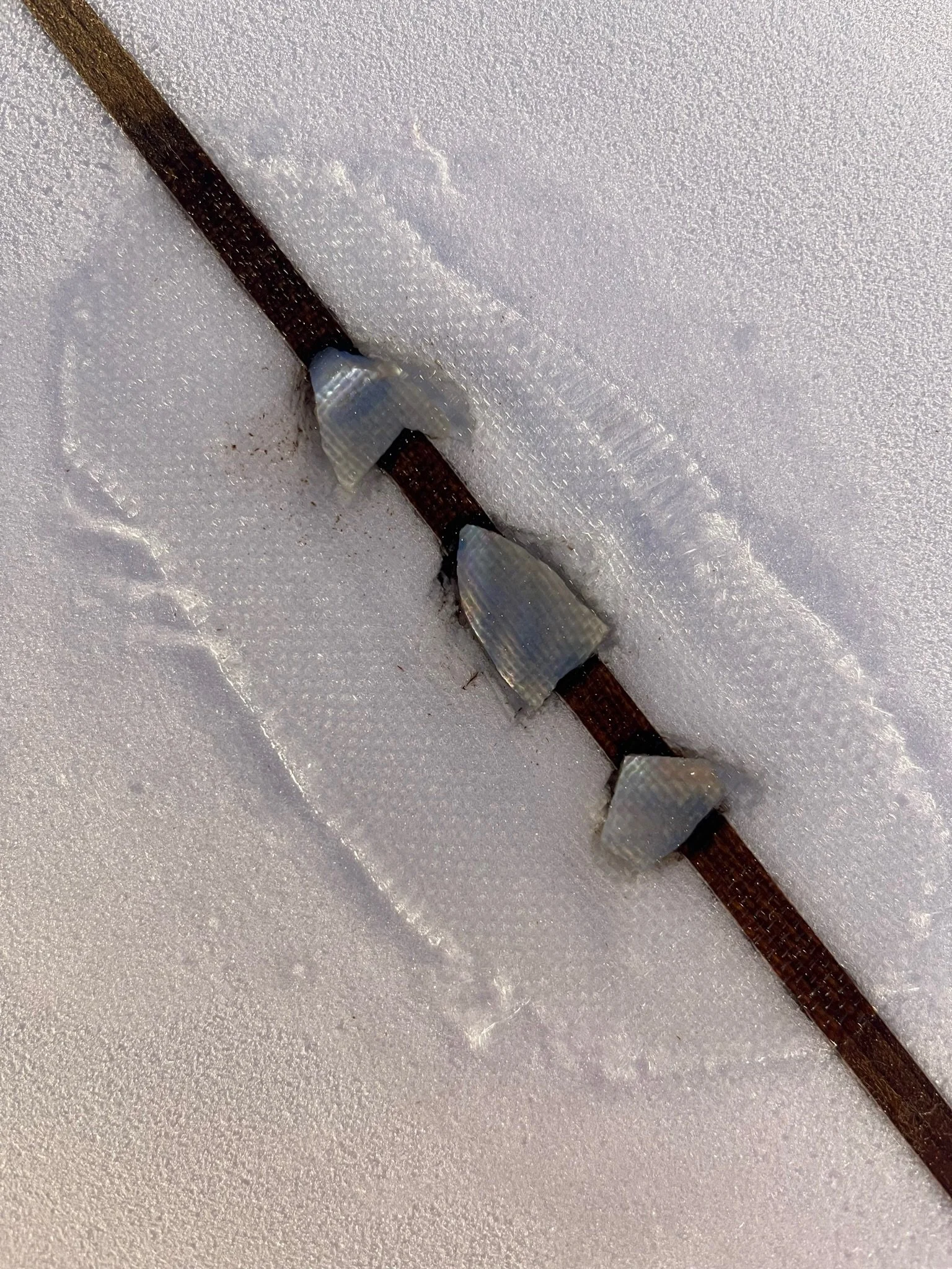 Close-up view of objects inlayed and glassed in on surfboard deck.