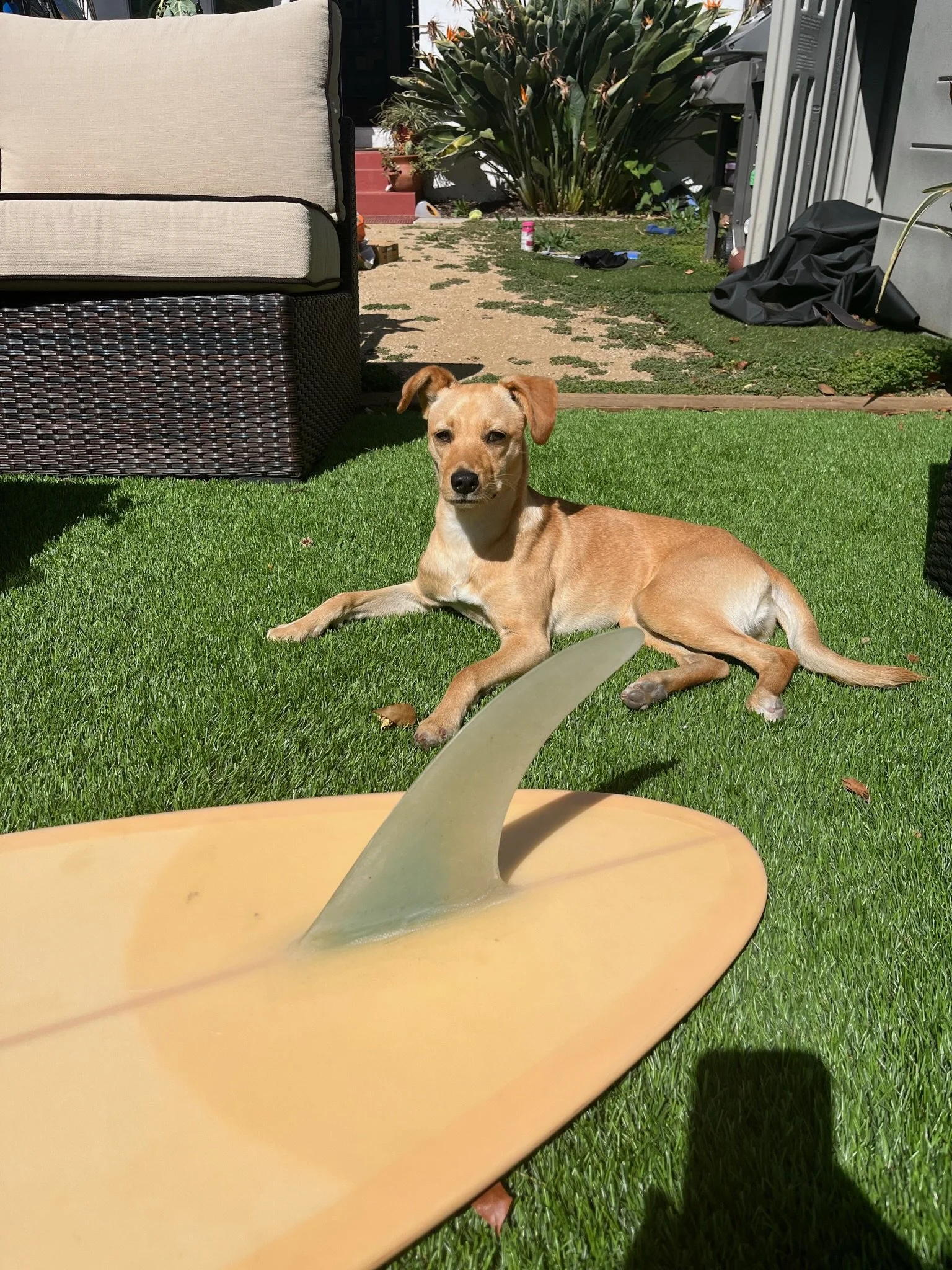 A tan dog lying on a green lawn in front of a beige chair, with a backyard scene including plants, a small set of stairs, and miscellaneous objects in the background.