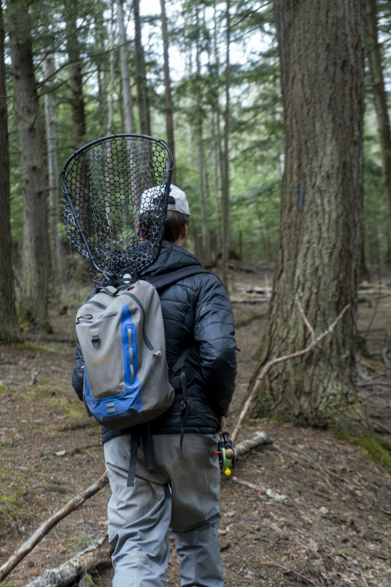 A person with a backpack and fishing rod walking through a forest with tall trees and green foliage.
