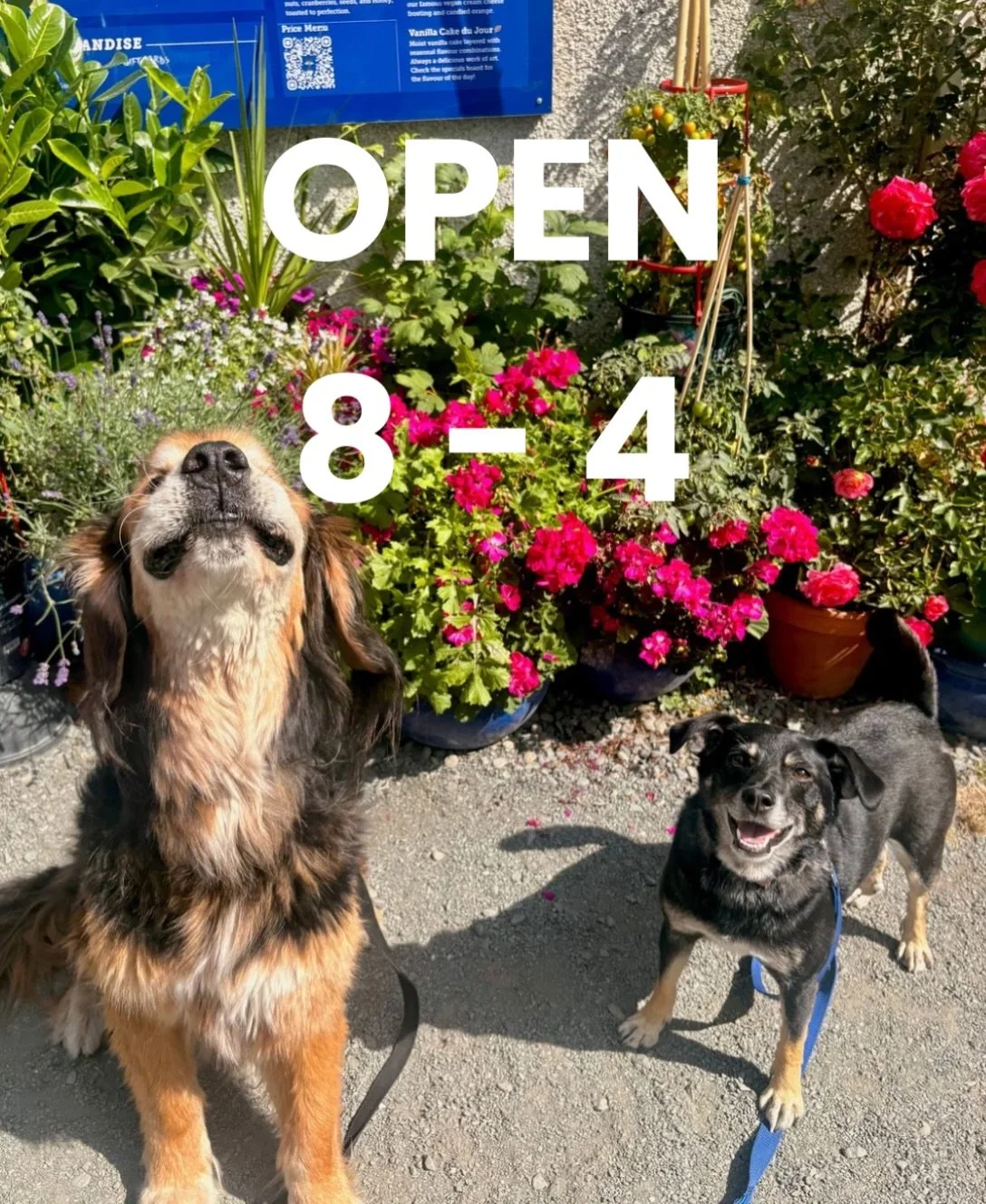 They&rsquo;re happy about it 😁 Hours today &amp; every day!

Soak up that long weekend 💗 much love from Wilson &amp; Yoda