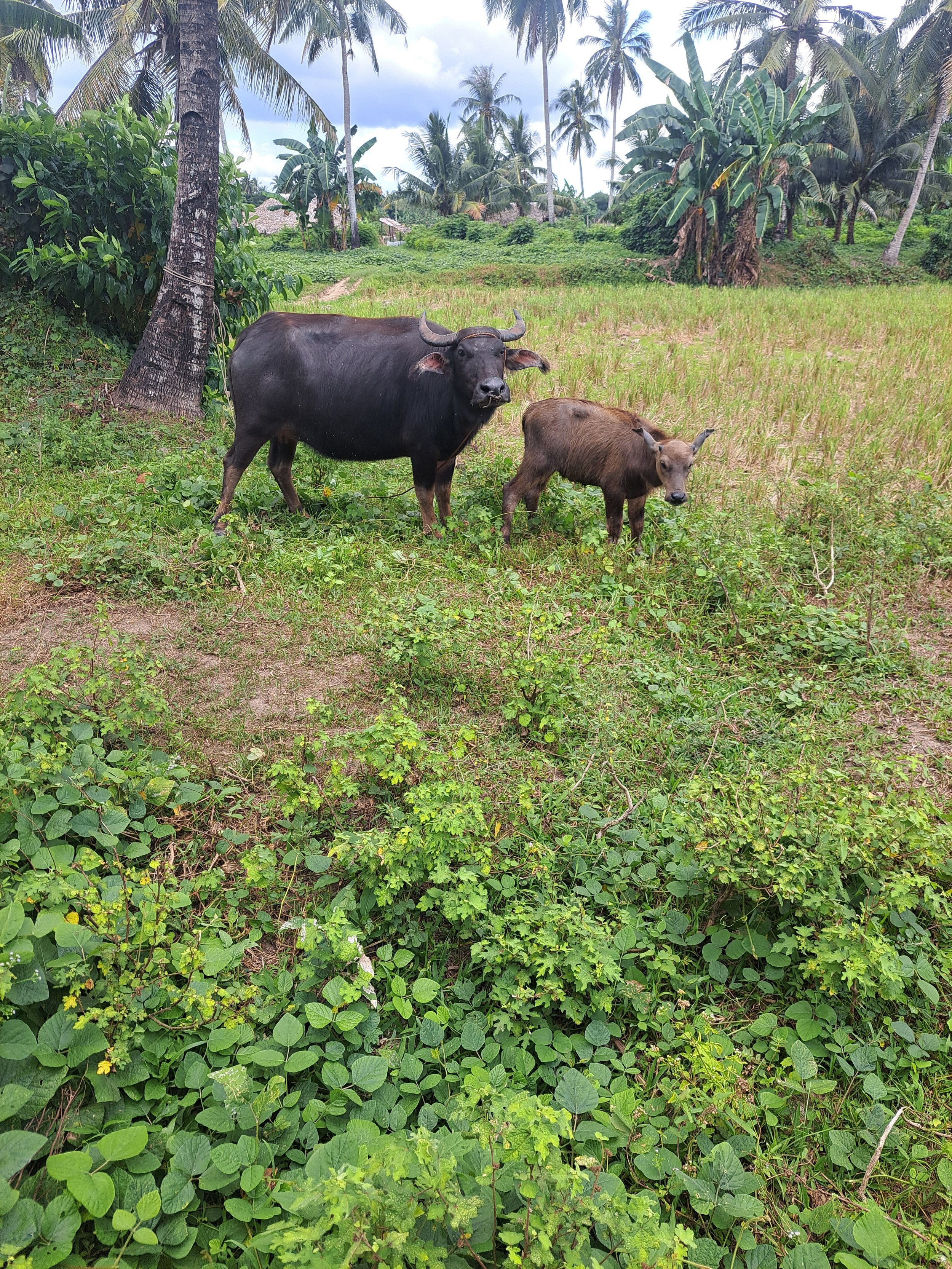 A cow and a calf standing in a grassy area near trees and banana plants, with a cloudy sky in the background.