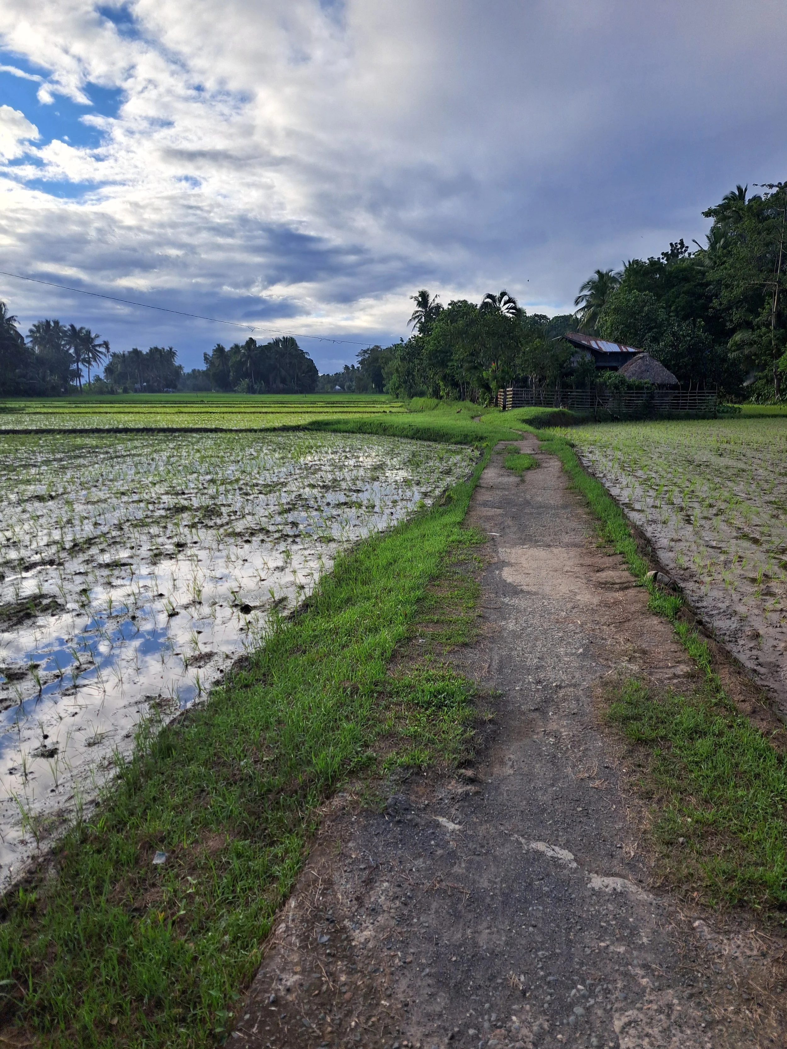 A dirt path running through a lush green farm with rice paddies on either side, a bamboo fence and a small house with a tin roof among trees, under a partly cloudy sky.
