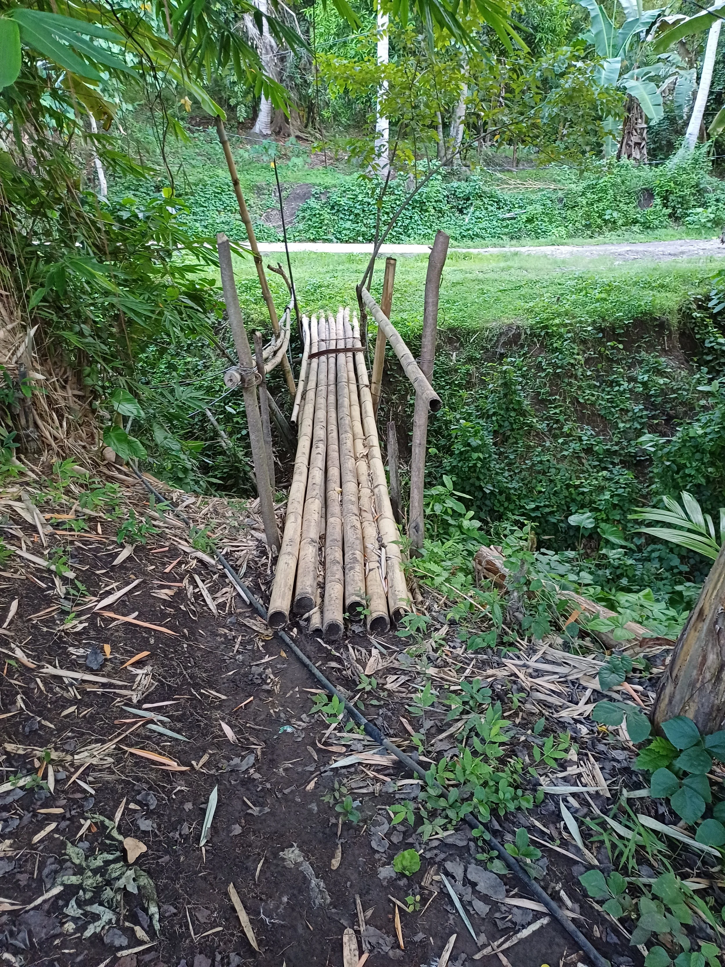A narrow bamboo footbridge crossing over a small section of ground in a lush green forested area.