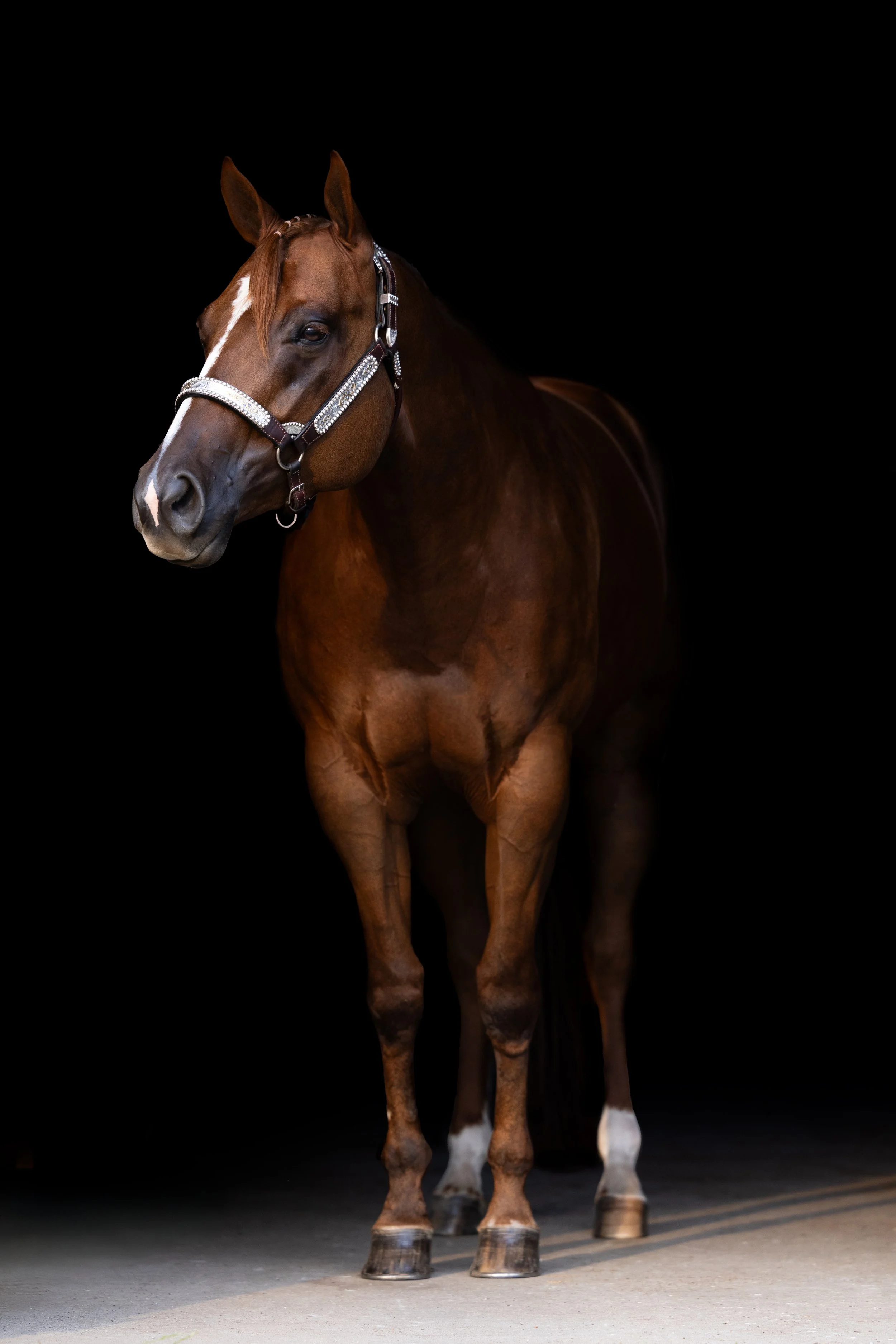 A brown horse with a white stripe on its face and white markings on its feet, standing on a concrete floor against a black background. It wears a show halter with silver plating.