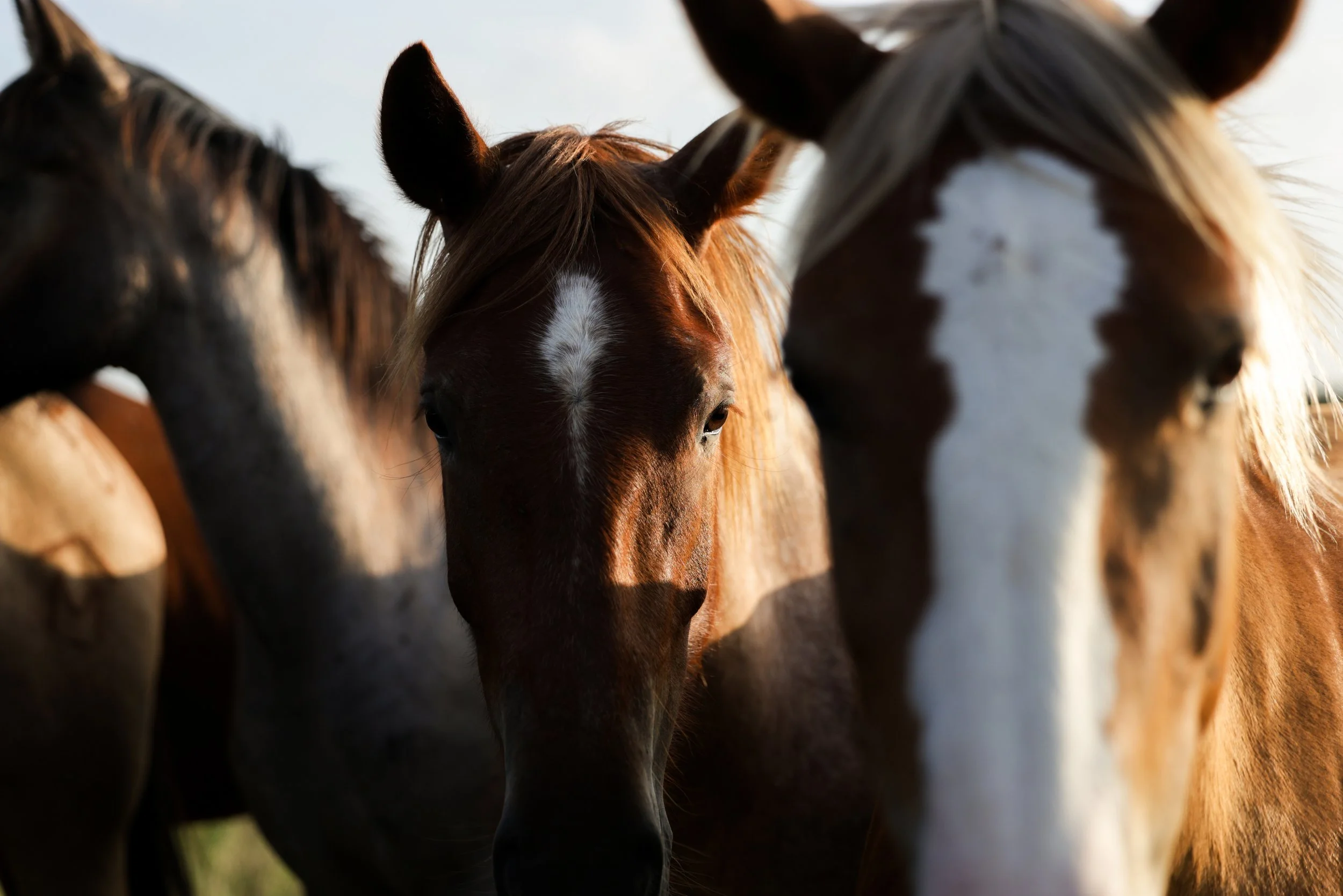 Close-up of three horses' heads, showing their eyes and manes, with natural outdoor lighting.