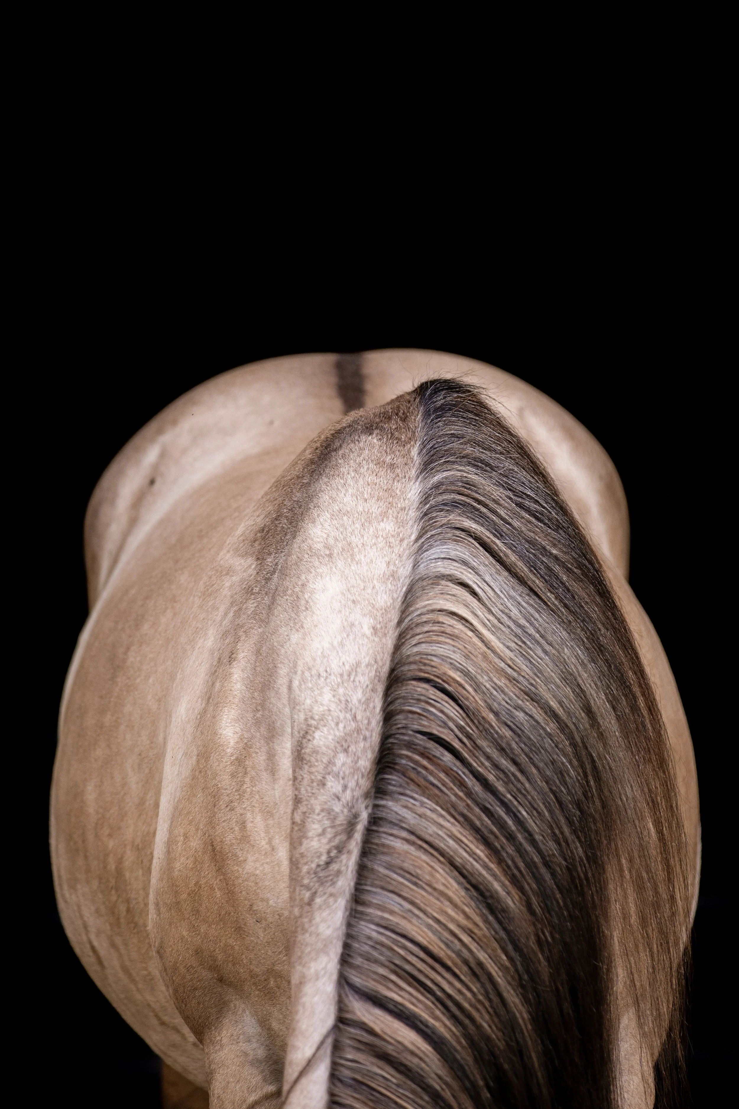 Close-up of the back of a horse's body, showing a smooth coat, with parts of the mane visible, against a black background.