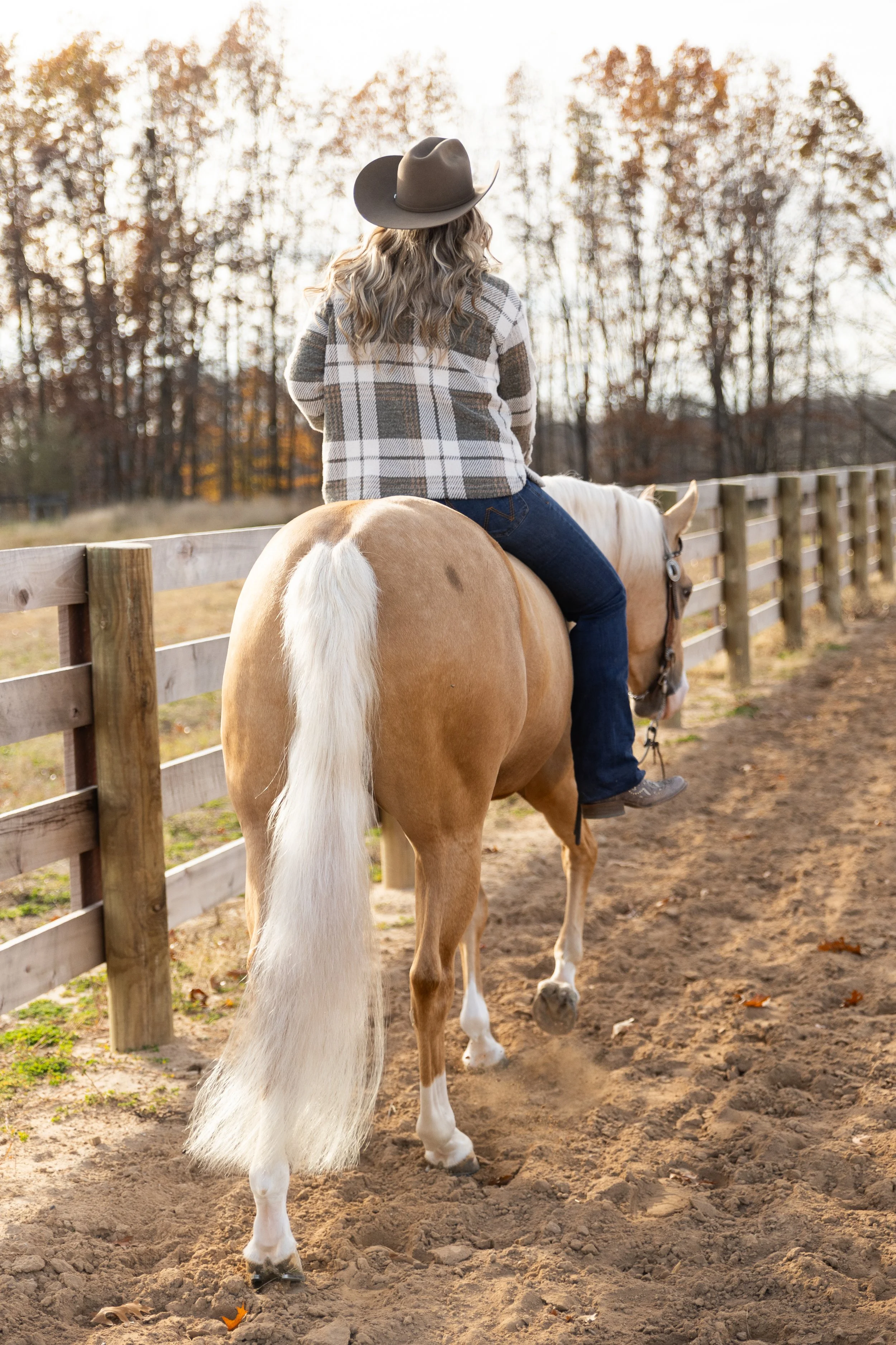 Katie Rose Performance Horses