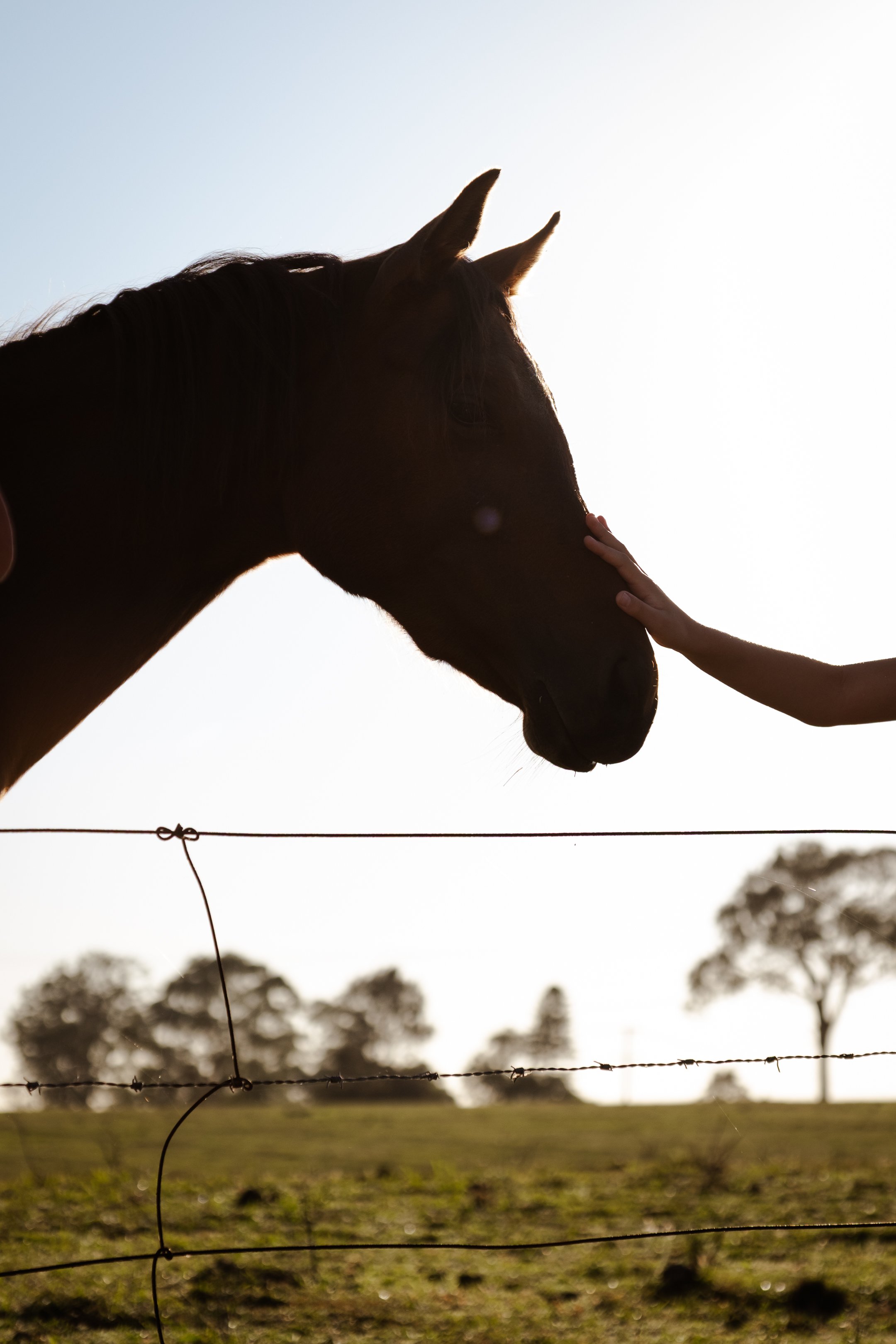 hunter_valley_family_photoshoot_country_2.jpg
