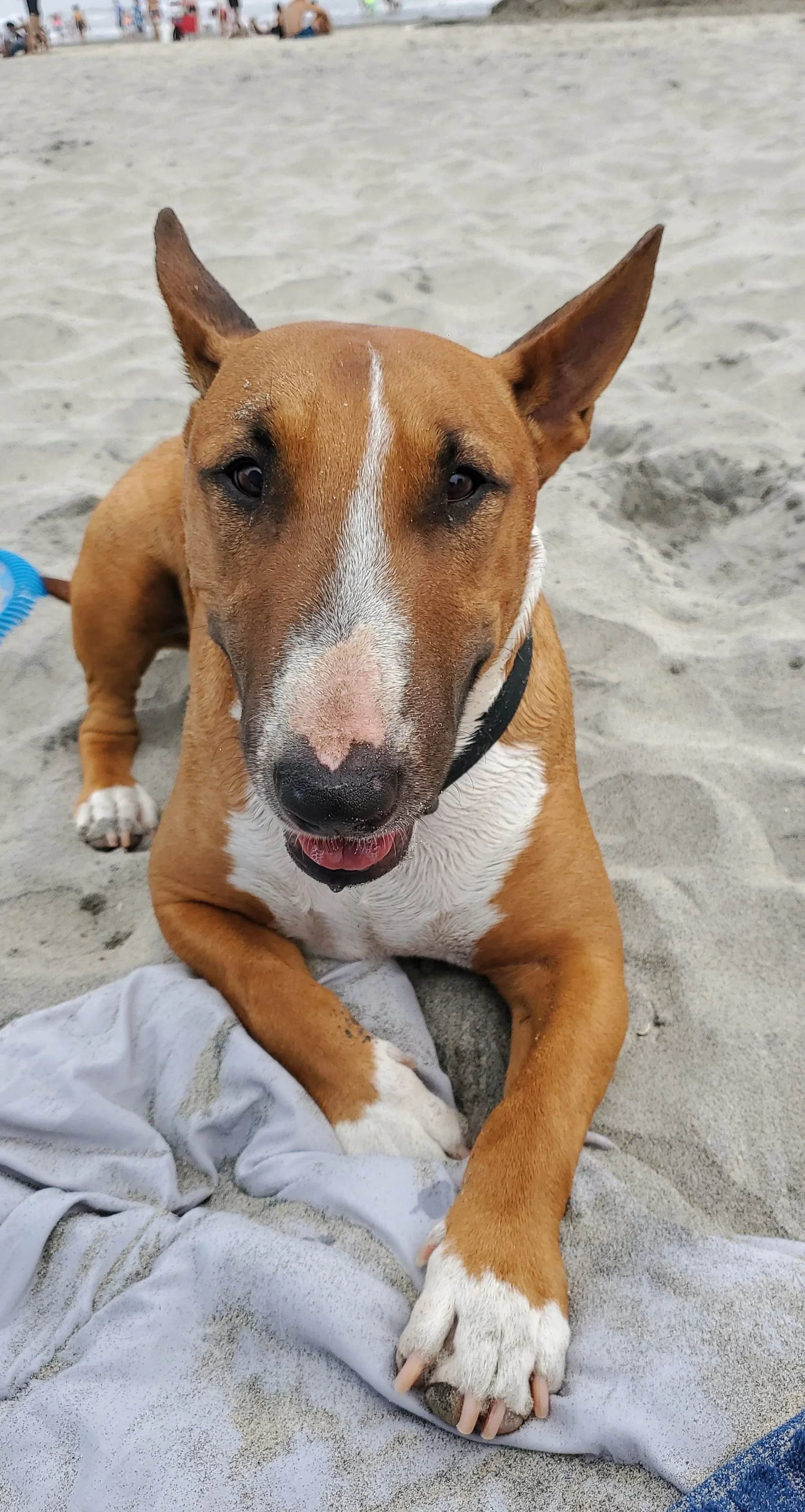 A brown and white dog with large ears sitting on the sand at the beach, looking at the camera with a pink tongue slightly out, with people in the background.