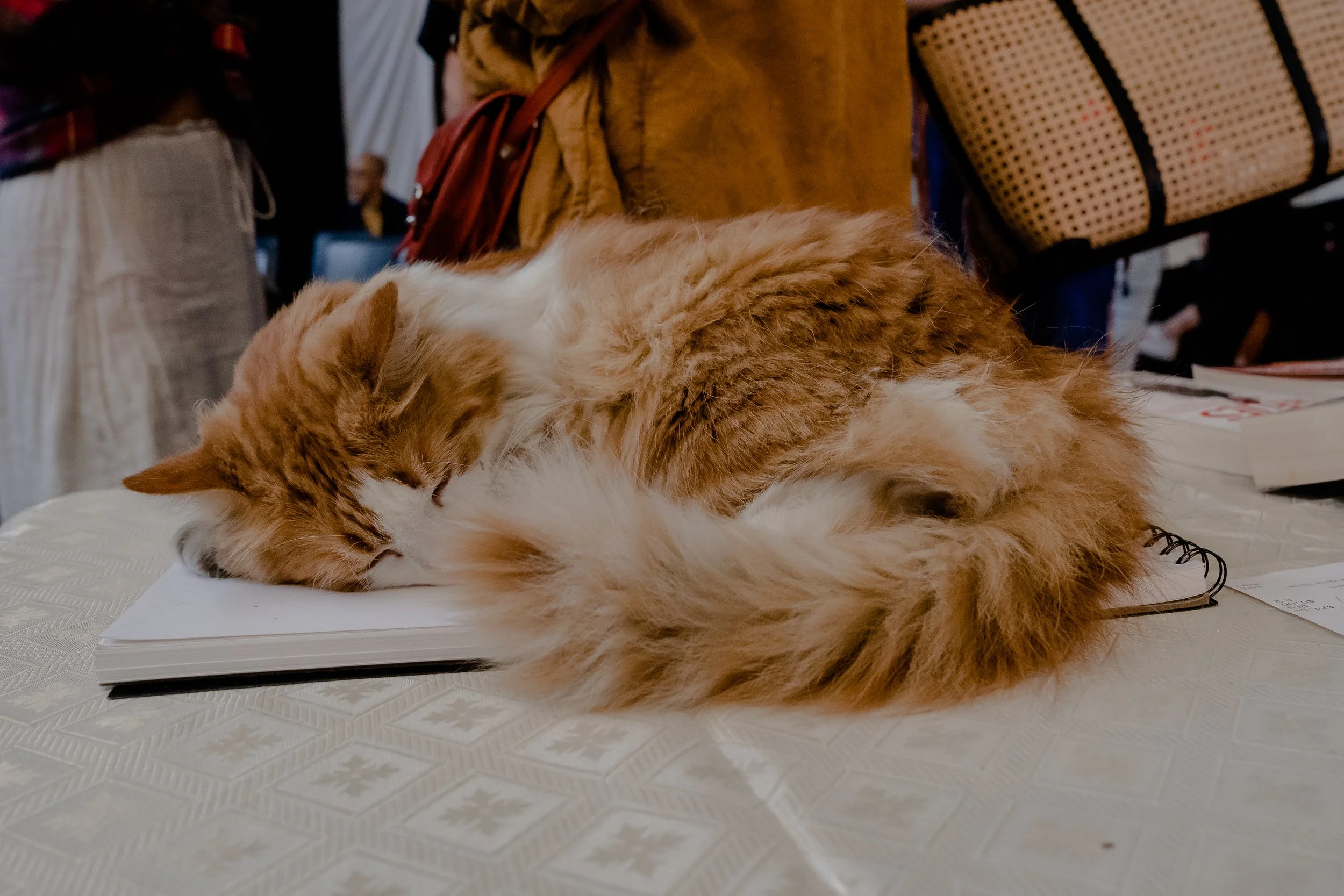 A ginger and white long-haired cat sleeping on top of a notebook on a table.